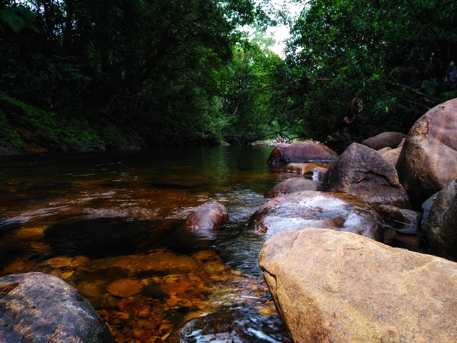 HUAWEI DUB-LX1 sample photo. Nature, fresh, jungle photography