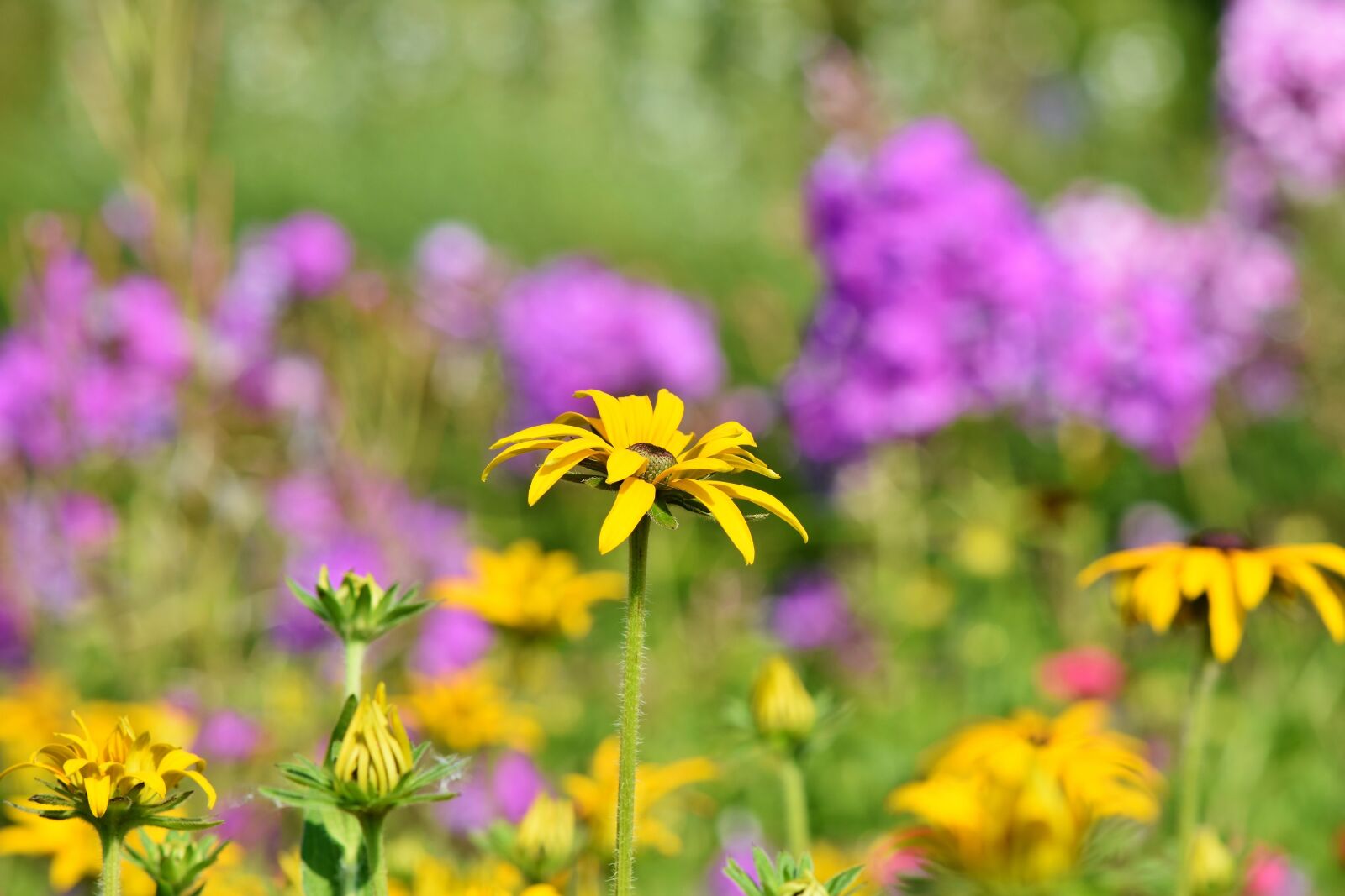 Nikon D7200 sample photo. Flower meadow, meadow, wild photography