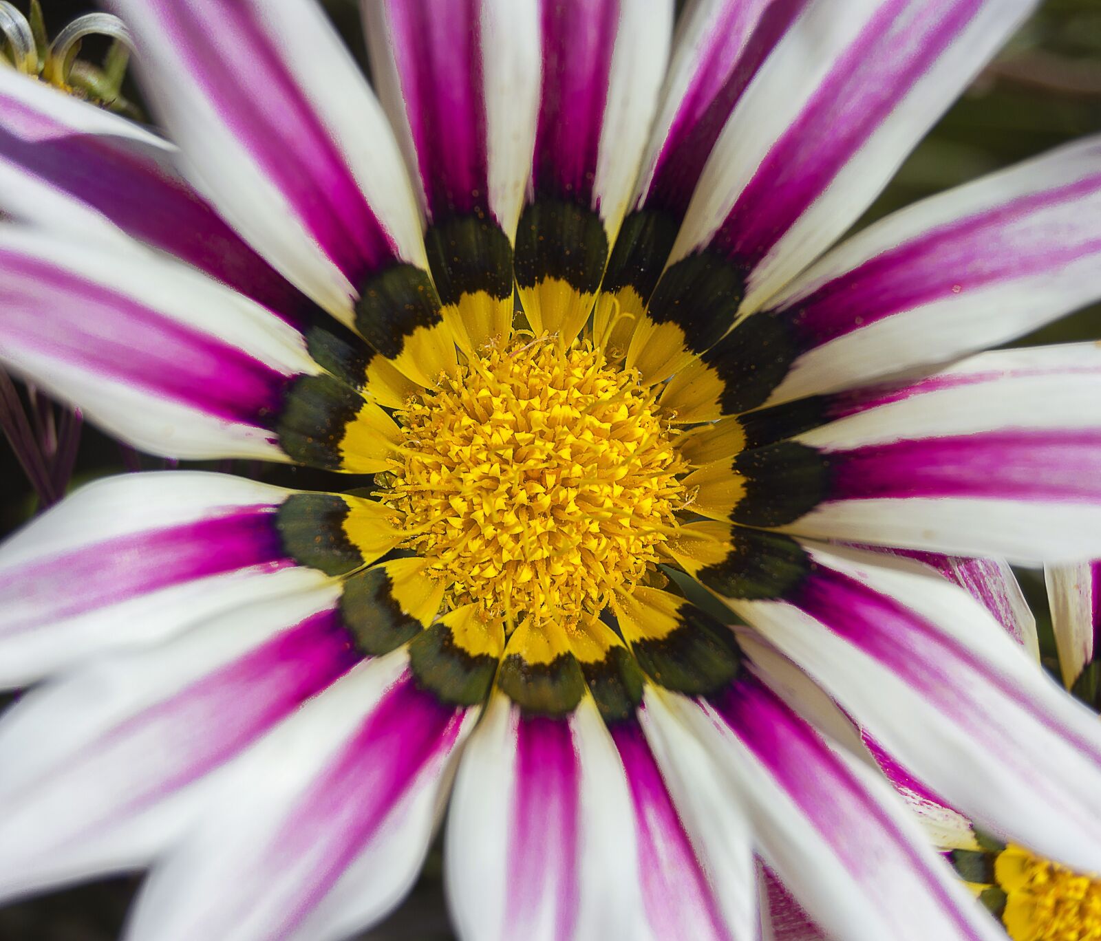 Nikon D3200 sample photo. Flower, white flower, white photography