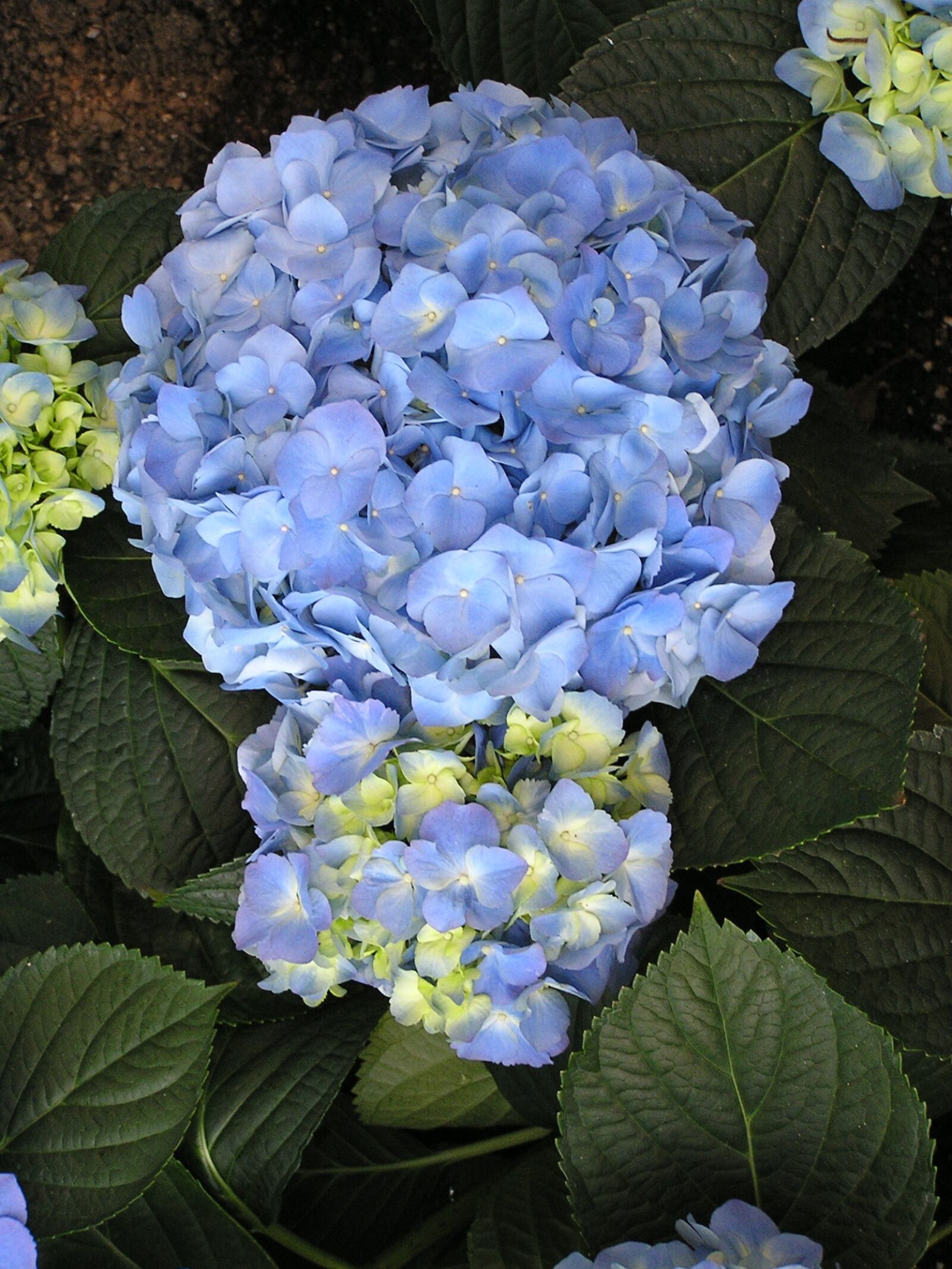 Olympus C740UZ sample photo. Flower, plant, blue photography