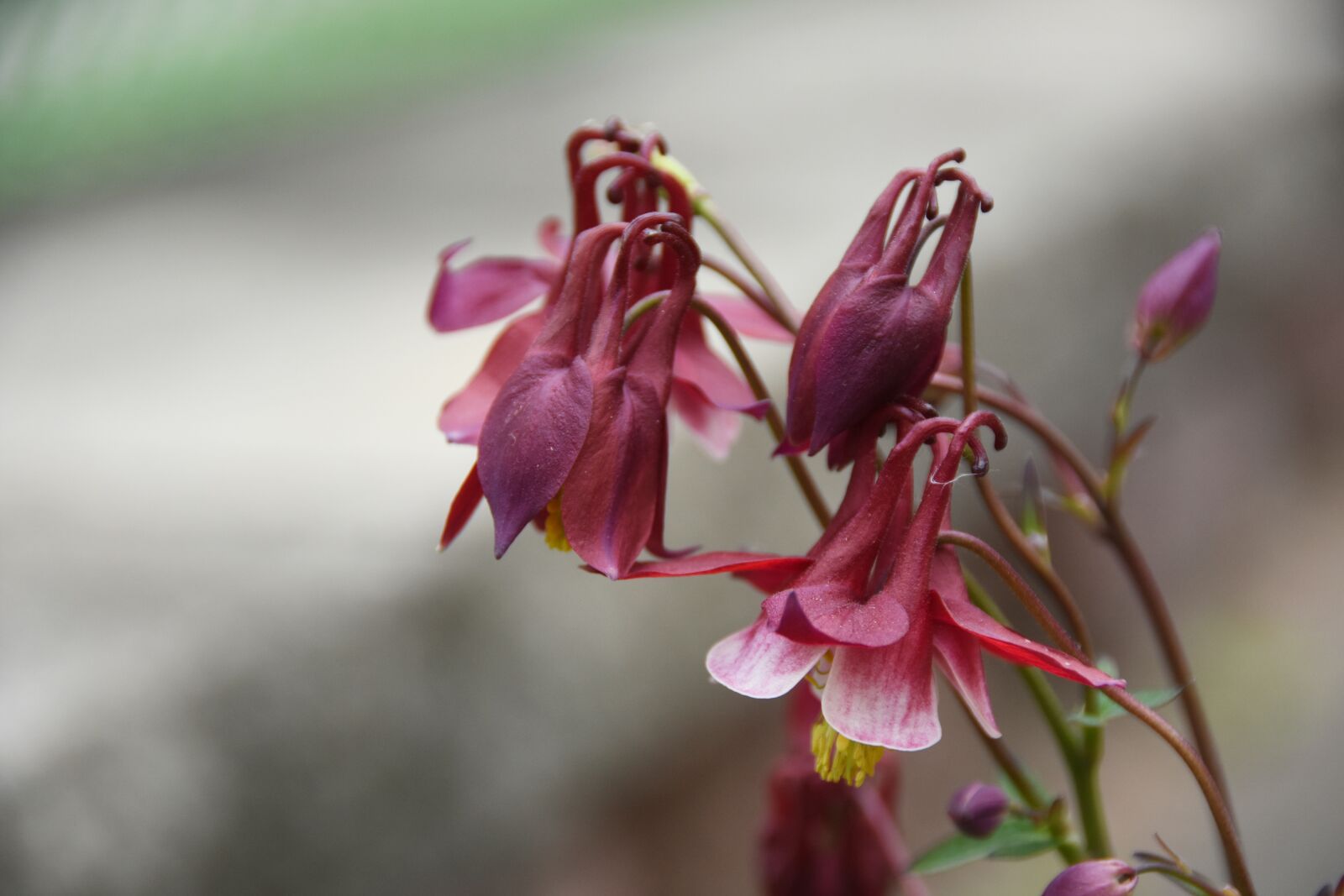 Nikon D7200 sample photo. Ladd, flowers, spring photography