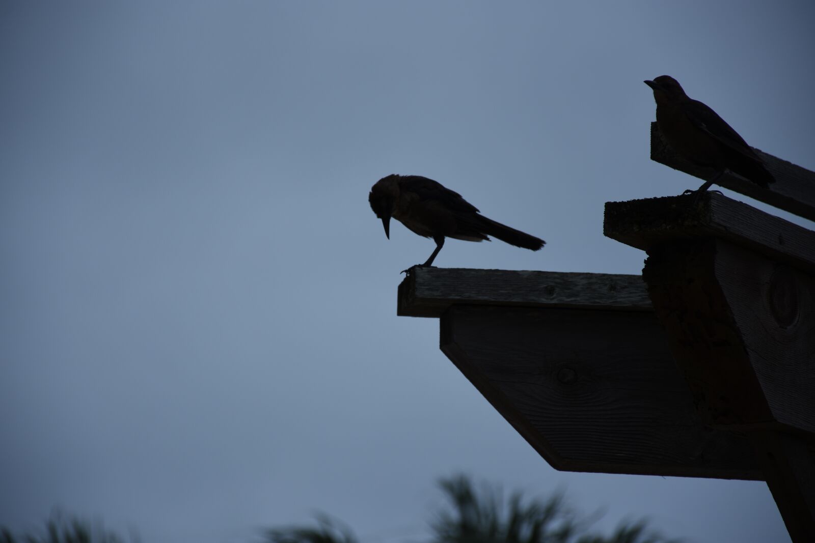 Nikon D7200 sample photo. Crow, bird, wildlife photography