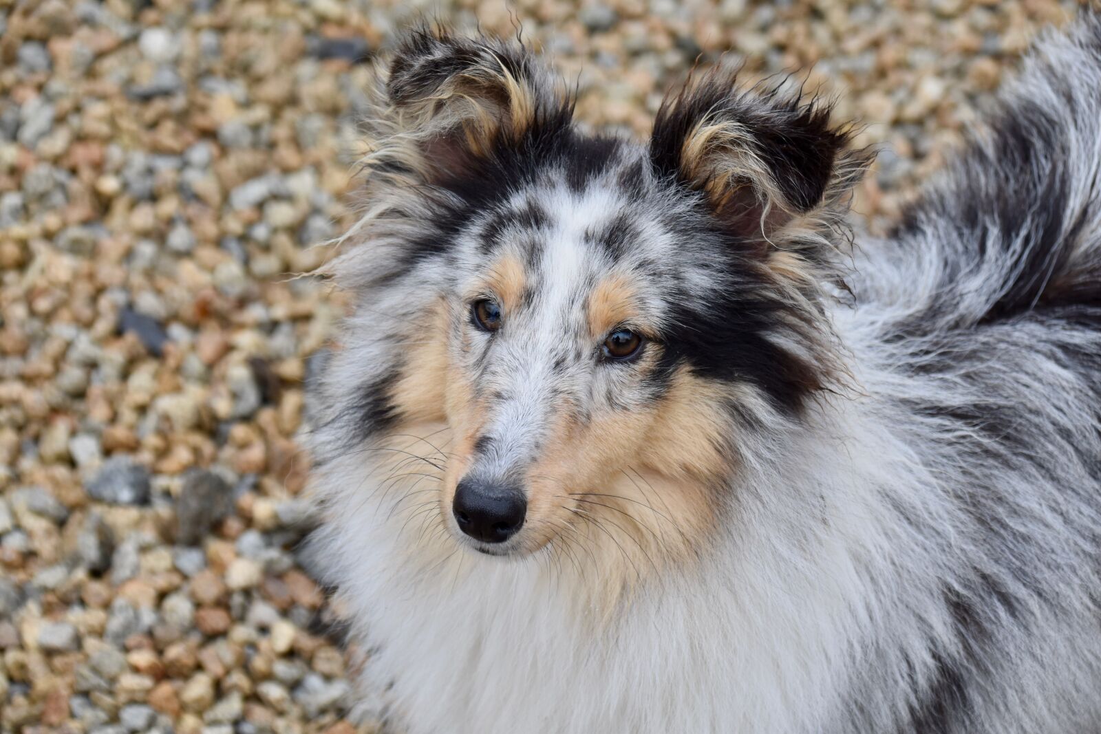 Nikon D5600 sample photo. Dog, shetland sheepdog, pup photography