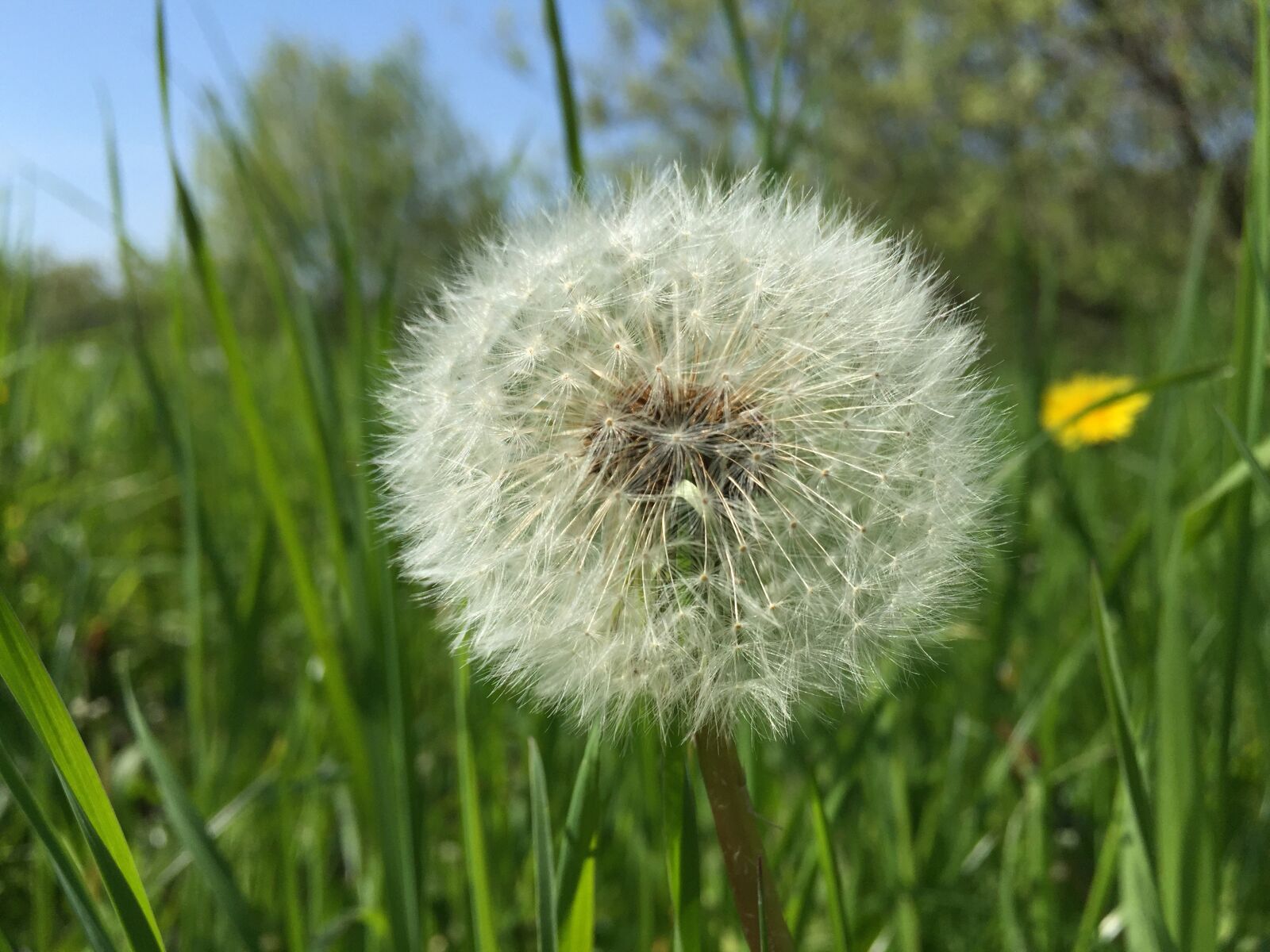 iPhone 6 Plus back camera 4.15mm f/2.2 sample photo. Dandelion, close up photography