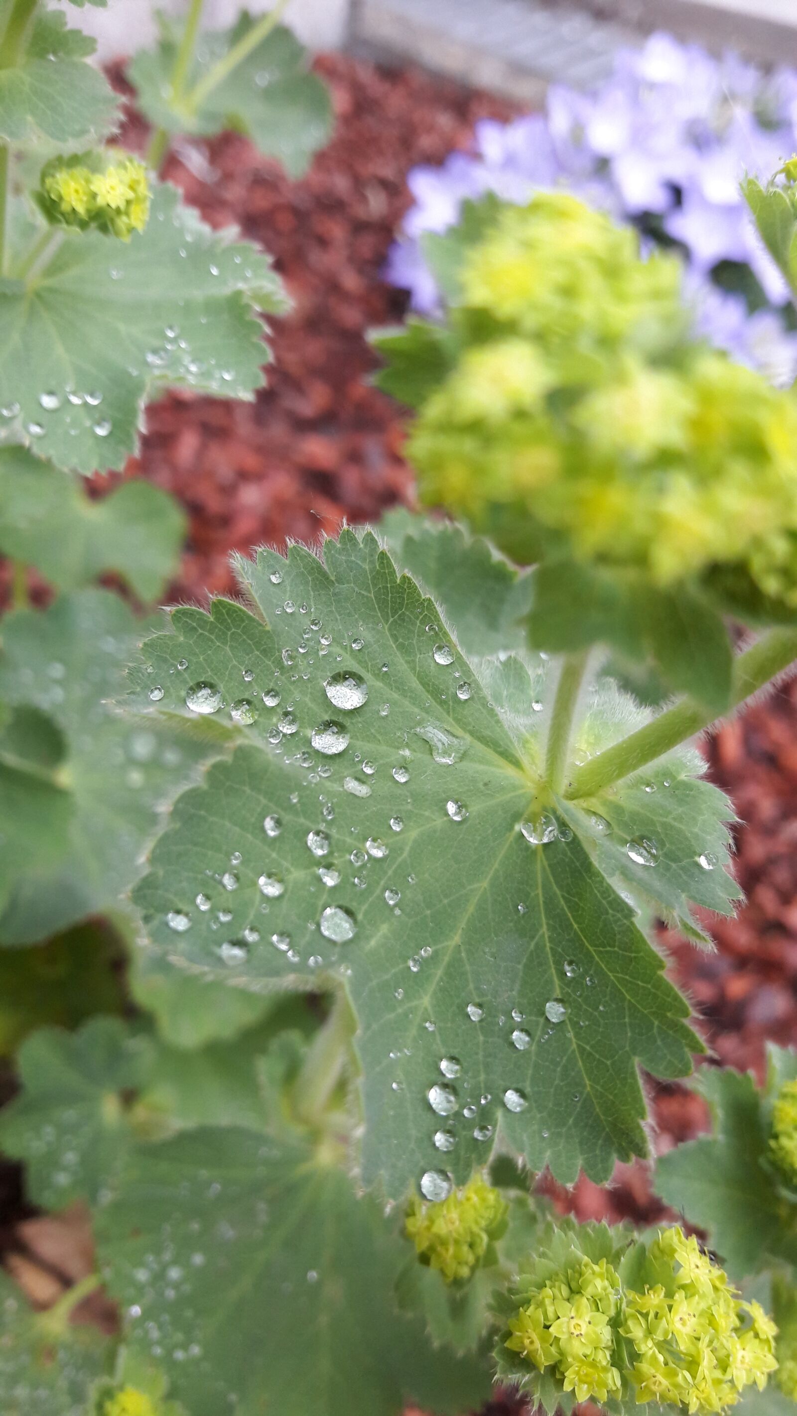 Samsung Galaxy A5(2016) sample photo. Garden, vrouwenmantel, flower photography