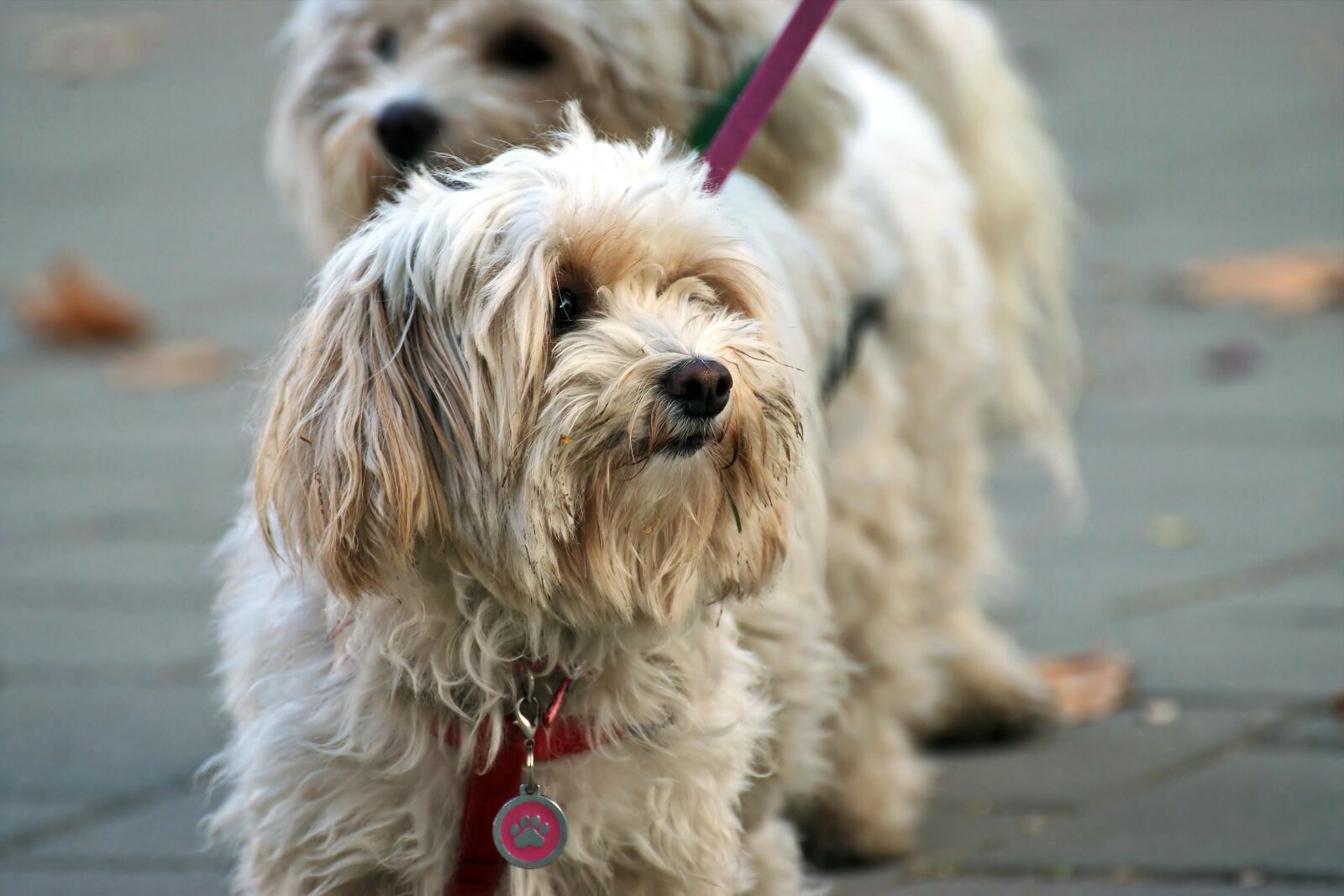 Nikon D5300 sample photo. Dog, pet, canine photography