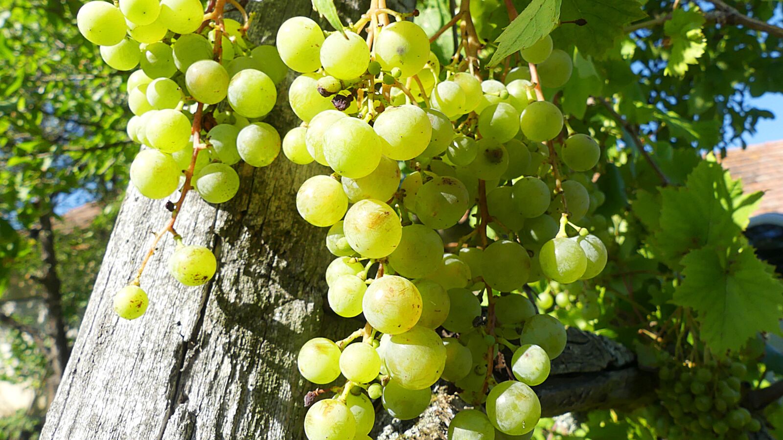Panasonic Lumix DMC-FZ300 sample photo. Grapes, grapevine, green grapes photography