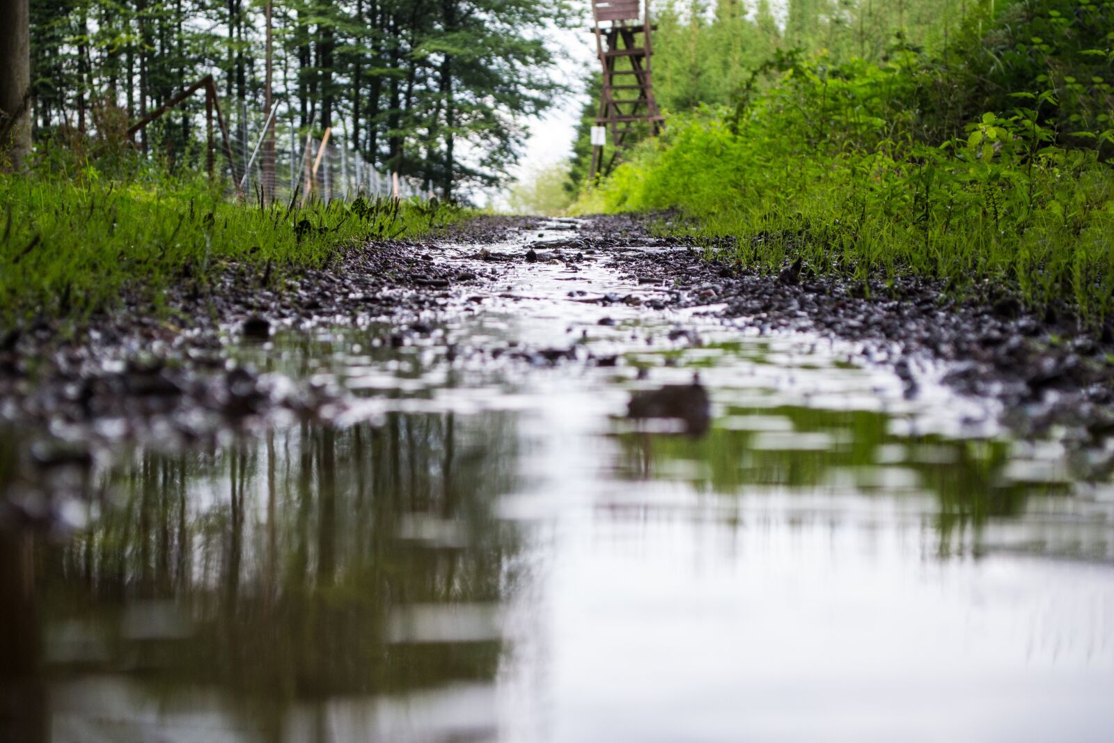 Nikon D3100 sample photo. Rain, rainy, forest photography