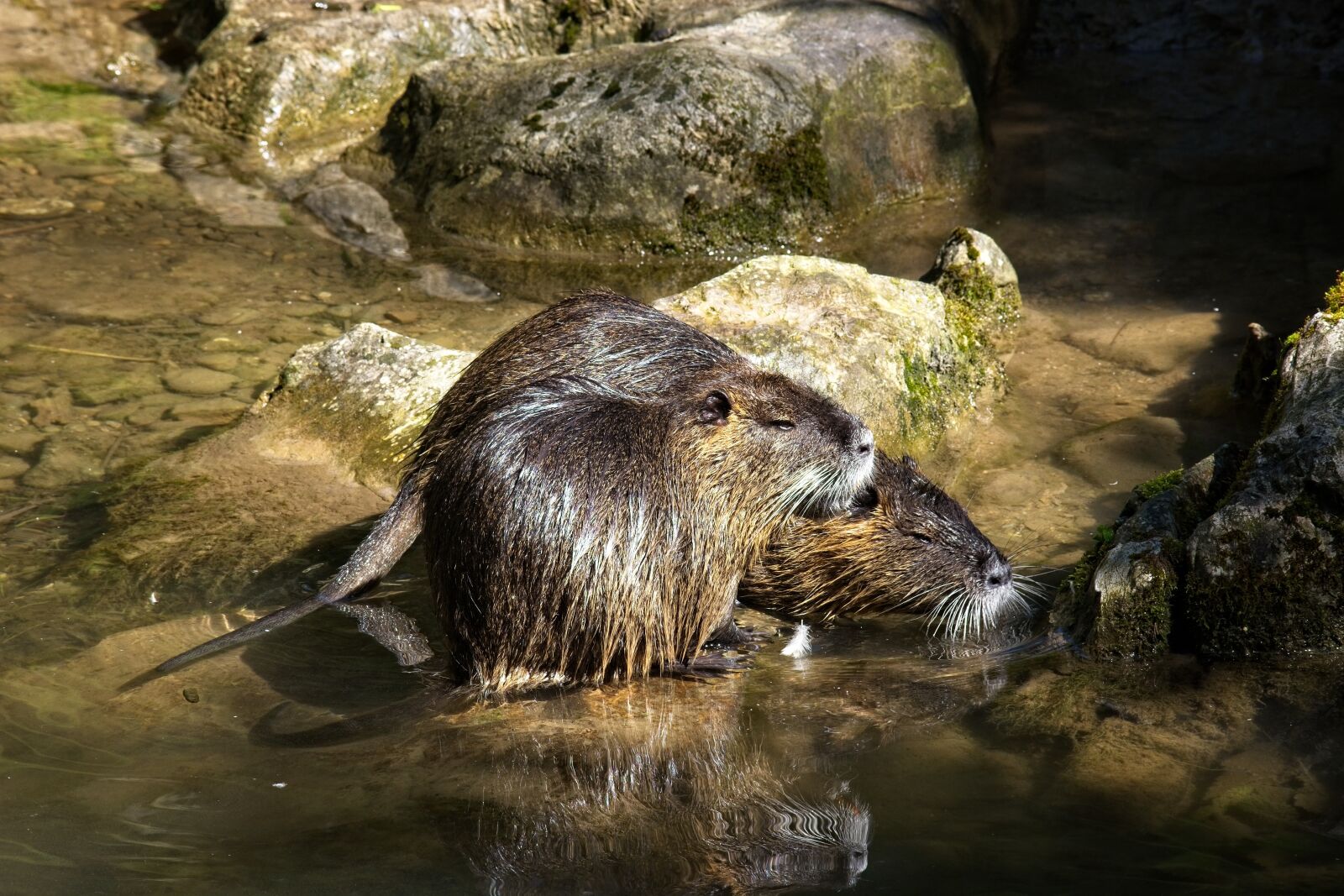 Nikon D7100 sample photo. Nutria, coypu, rodent photography