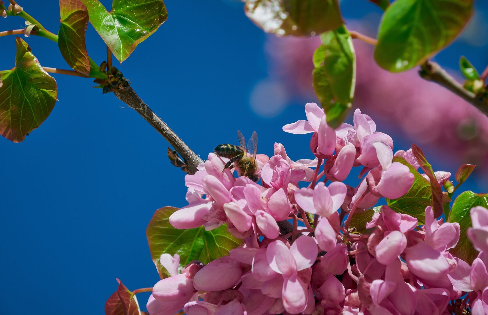 Nikon D7200 sample photo. Flowery, leaves, outbreaks photography