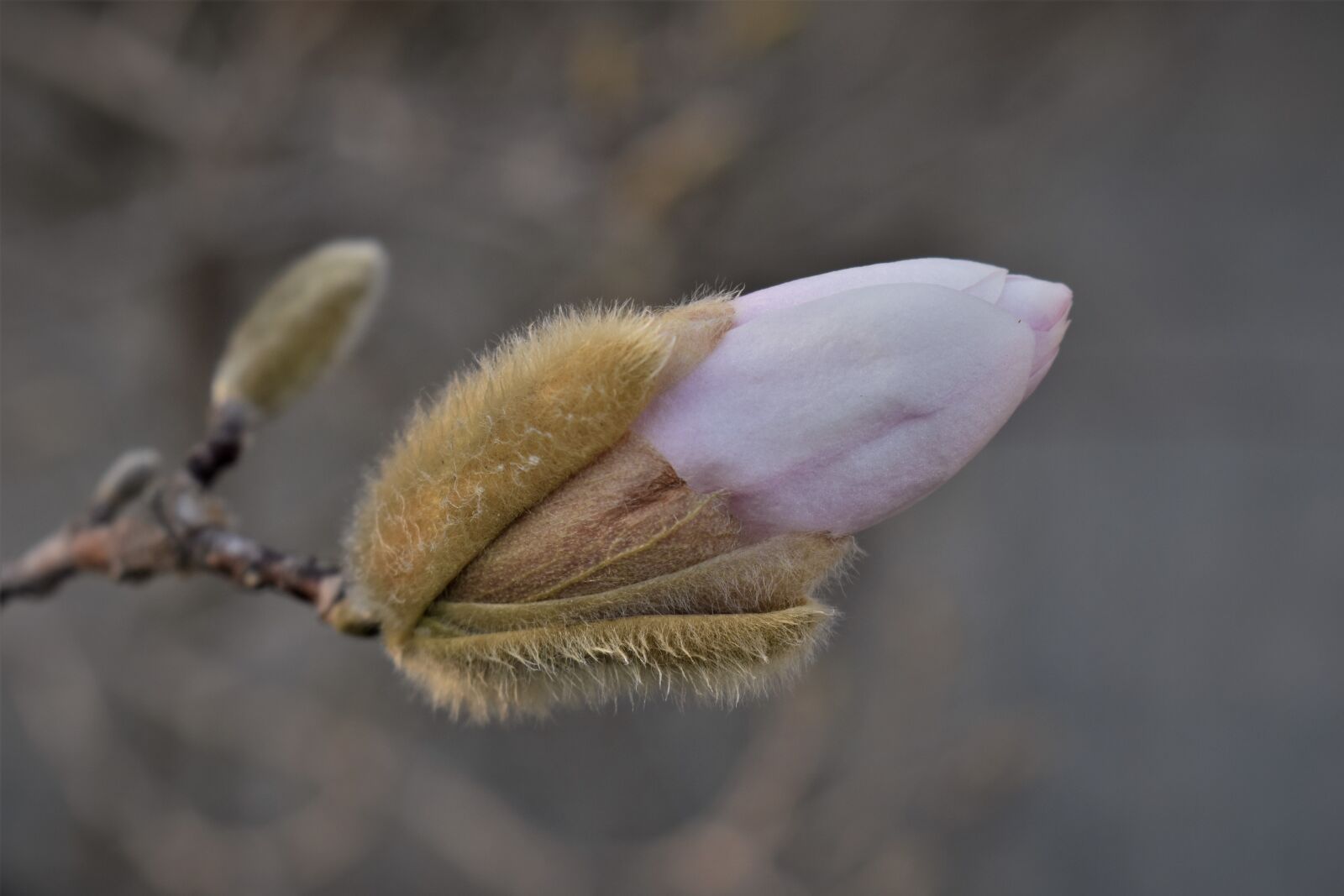 Nikon D5500 sample photo. Magnolia, close up, blossom photography