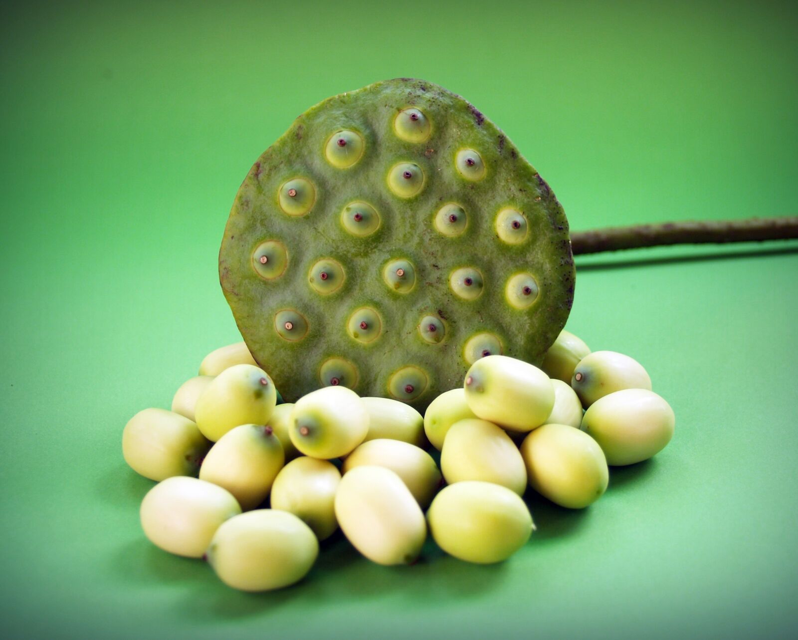 Olympus E-300 (EVOLT E-300) sample photo. Lotus, seed, flower photography