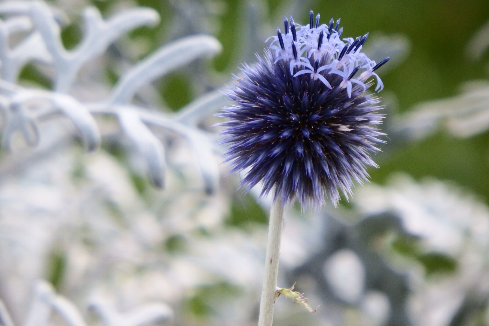 Fujifilm FinePix SL1000 sample photo. Plant, ornamental thistle, dry photography