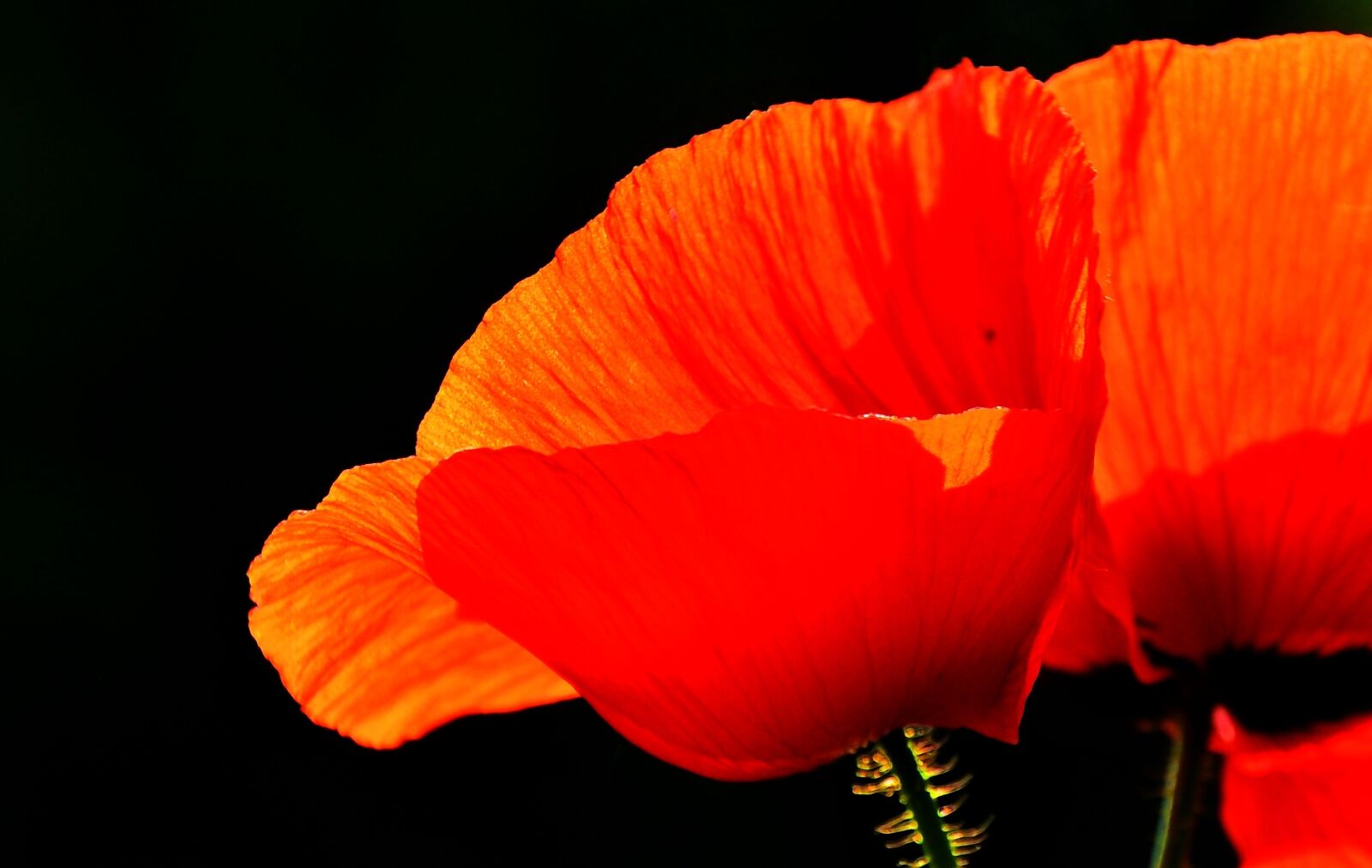 Nikon D90 sample photo. Spring, nature, poppy photography