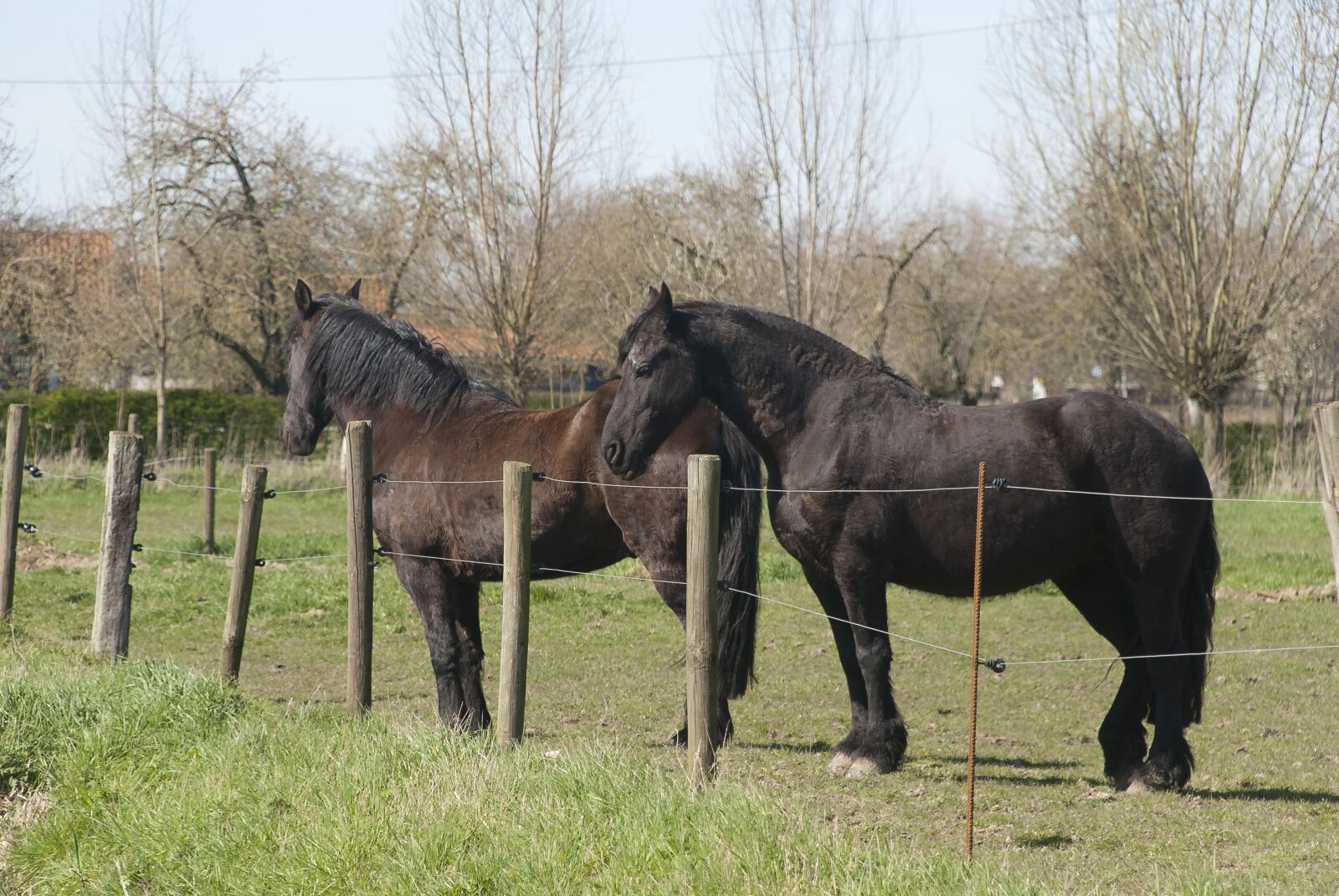 Nikon D80 sample photo. Horses, grazing, nature photography