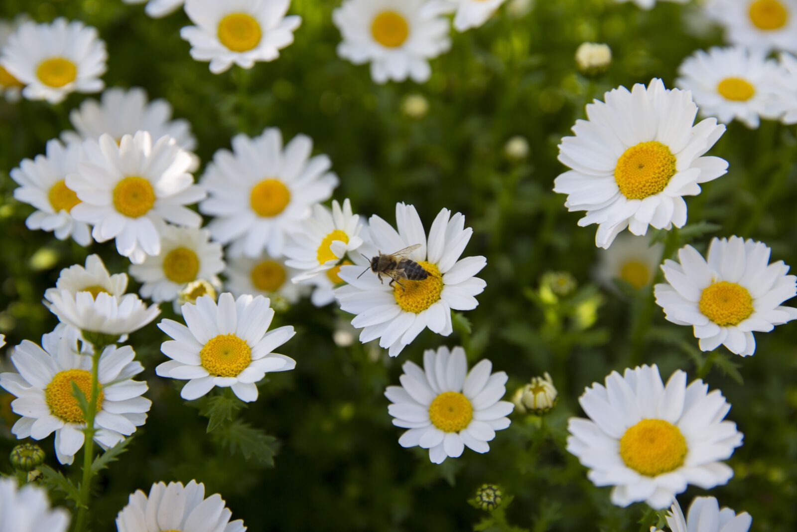 Canon EF 24-70mm F2.8L II USM sample photo. Flower, spring, field photography