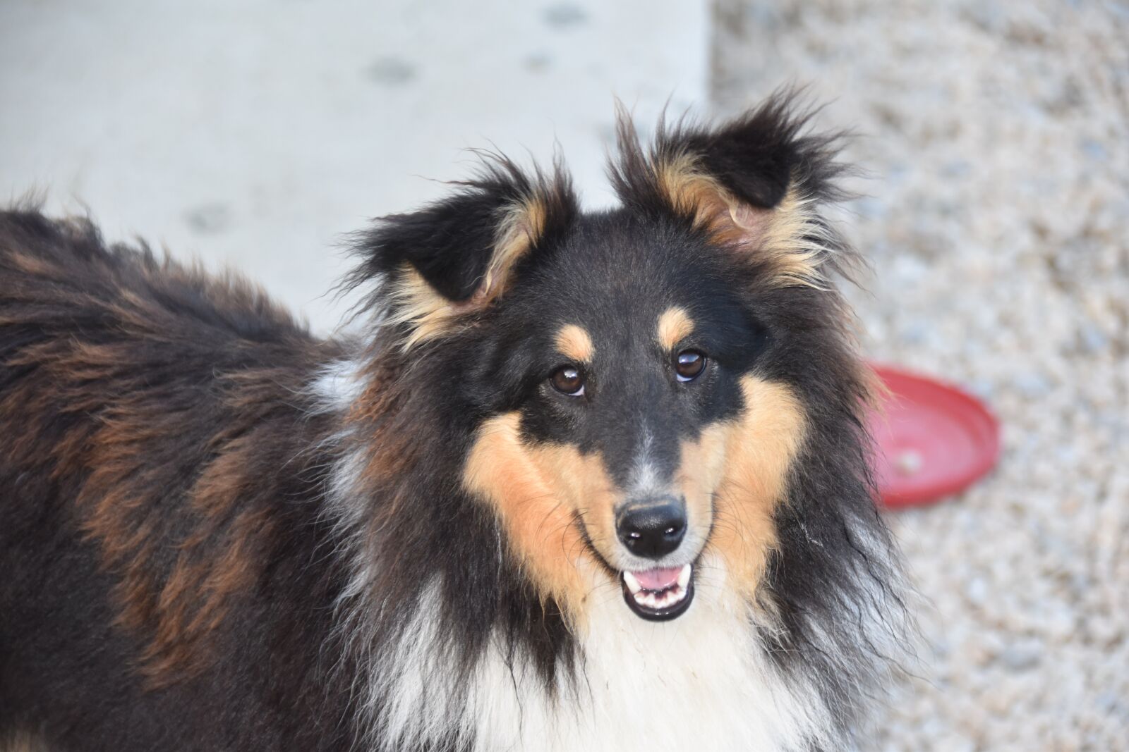 Nikon D5600 sample photo. Dog, shetland sheepdog, pup photography