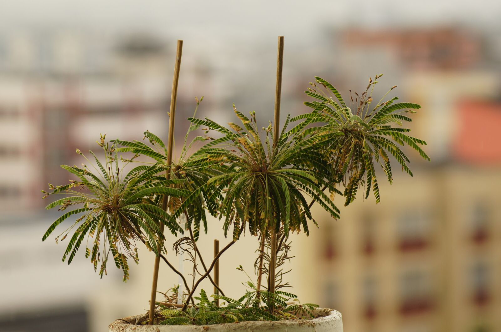 Sony SLT-A55 (SLT-A55V) sample photo. Flora, florez, nature photography