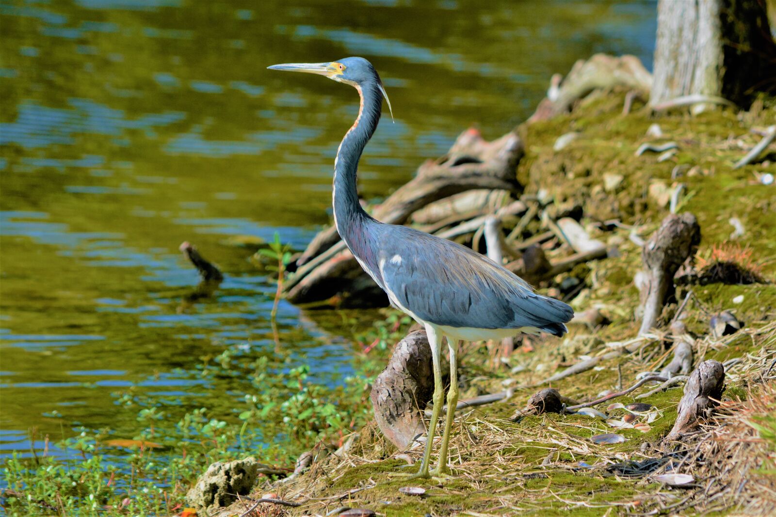 Nikon D7100 sample photo. Bird, tricolored, tri-colored heron photography