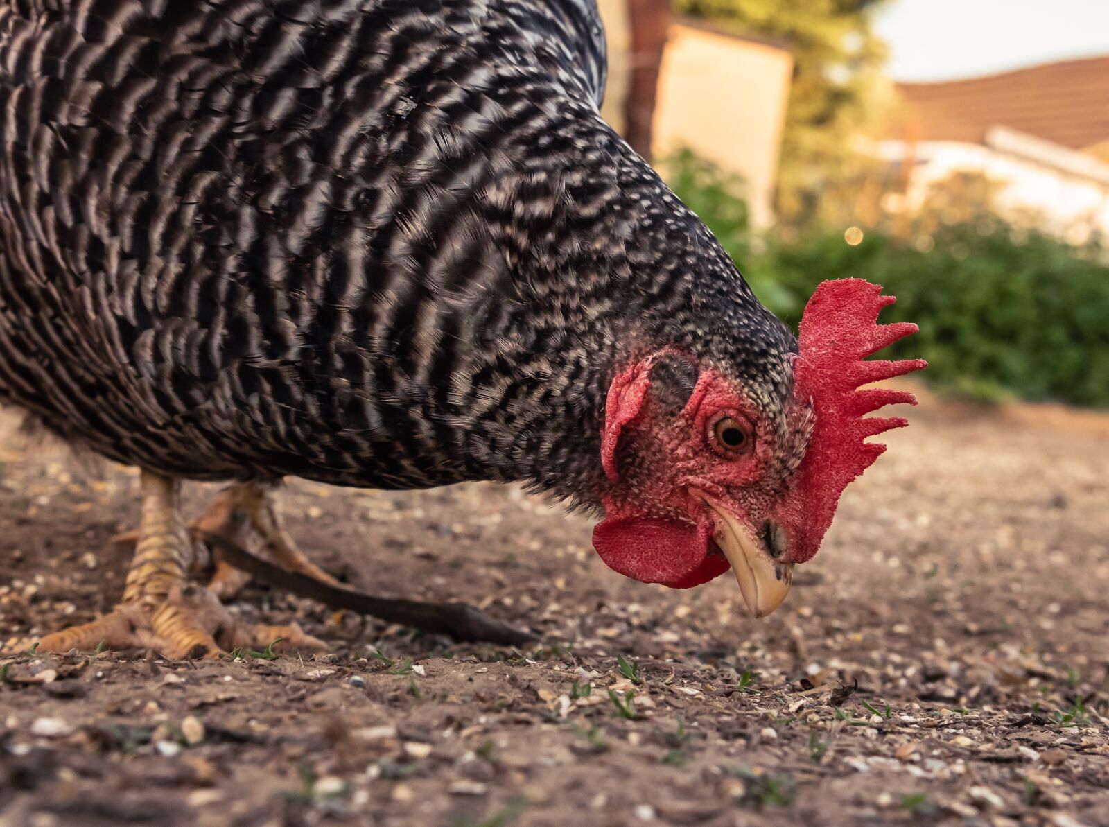 Nikon D750 sample photo. Chicken, hen, poultry photography