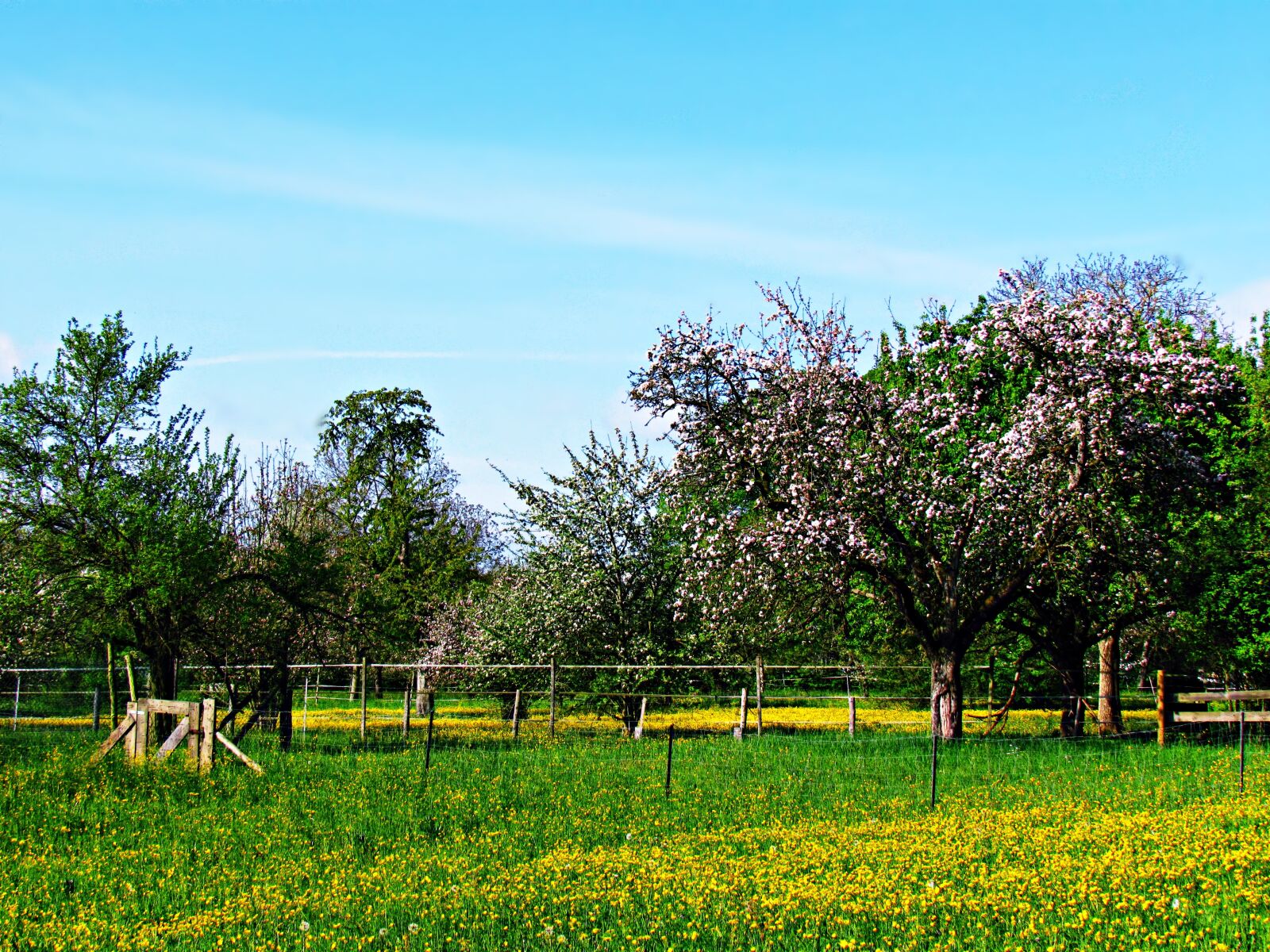 Canon PowerShot SX30 IS sample photo. Spring, tree, nature photography