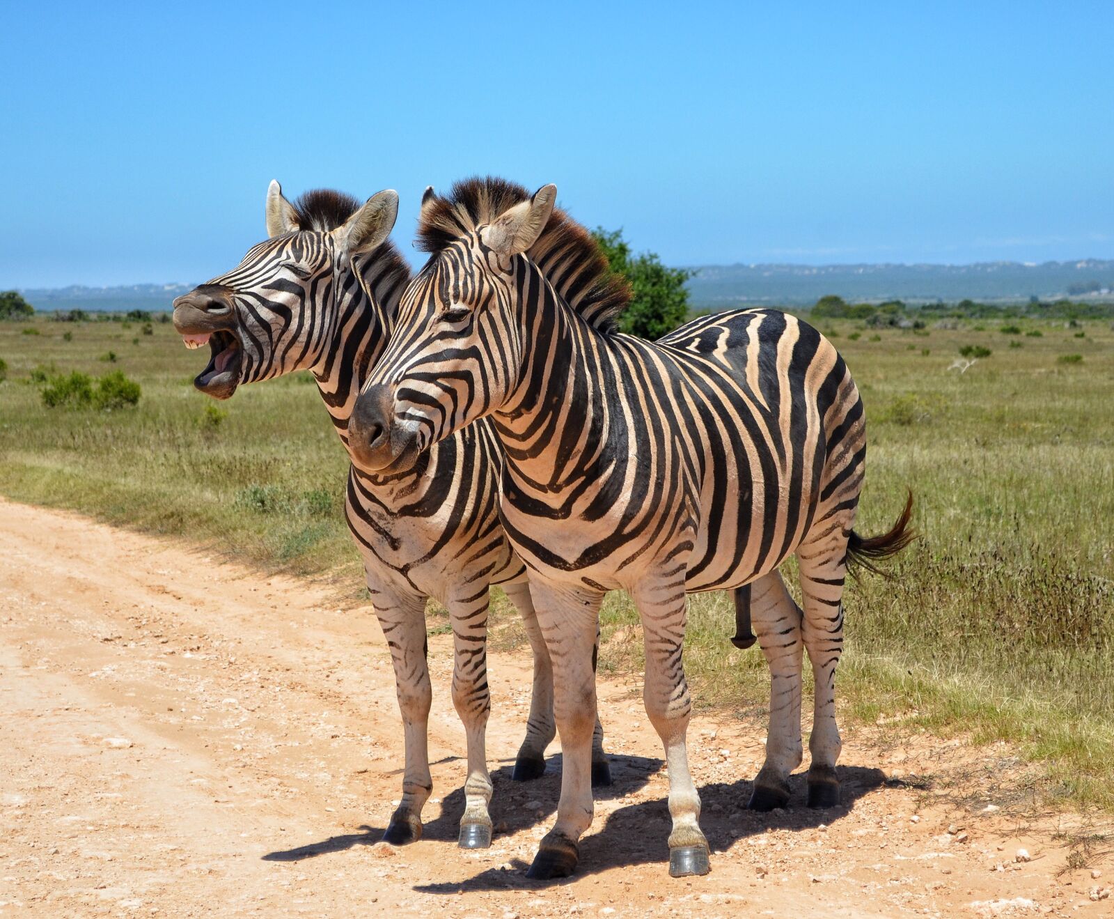 Nikon D5100 sample photo. Zebra, south africa, safari photography