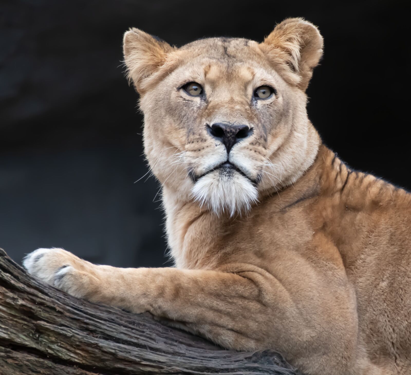 Canon EOS 200D (EOS Rebel SL2 / EOS Kiss X9) sample photo. Lion, lioness, big cat photography
