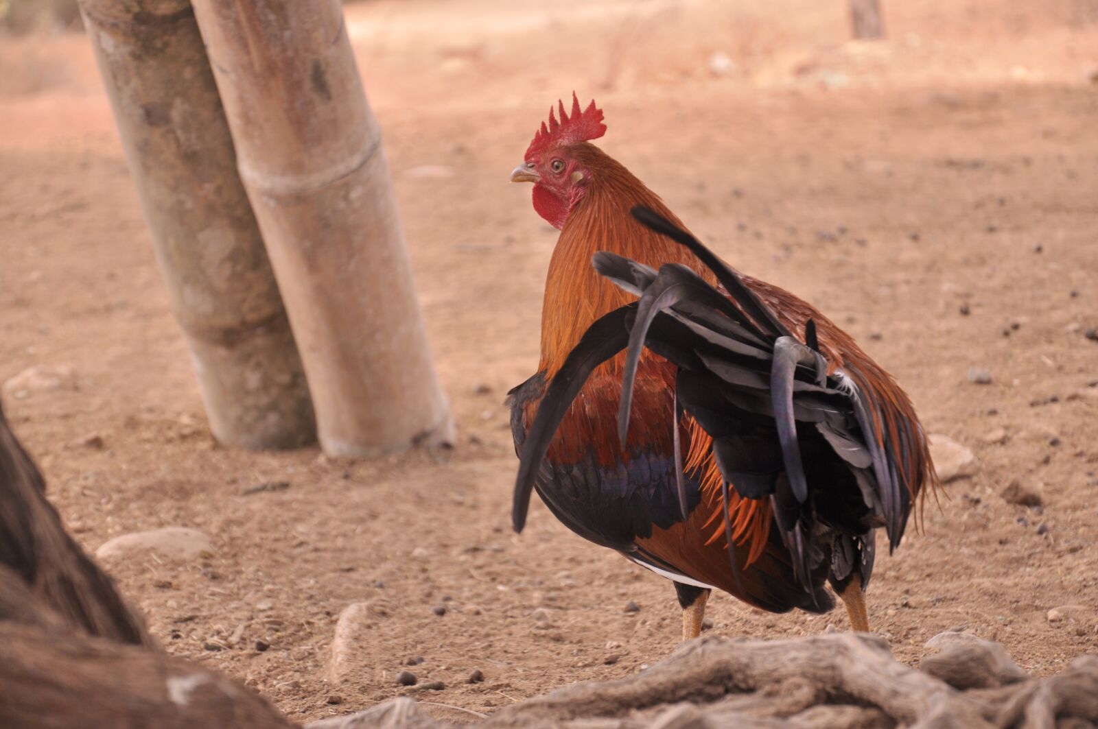 Nikon D90 sample photo. Gallo, animals, run photography