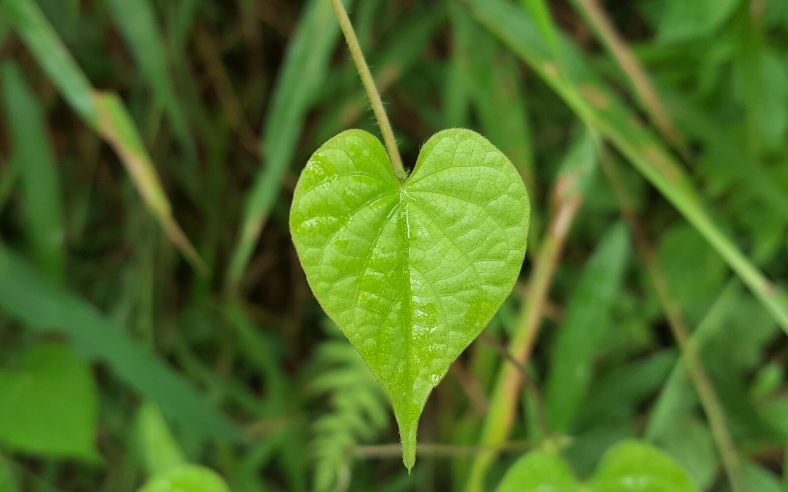 Samsung Galaxy Note5 sample photo. Green grass, taiwan native photography