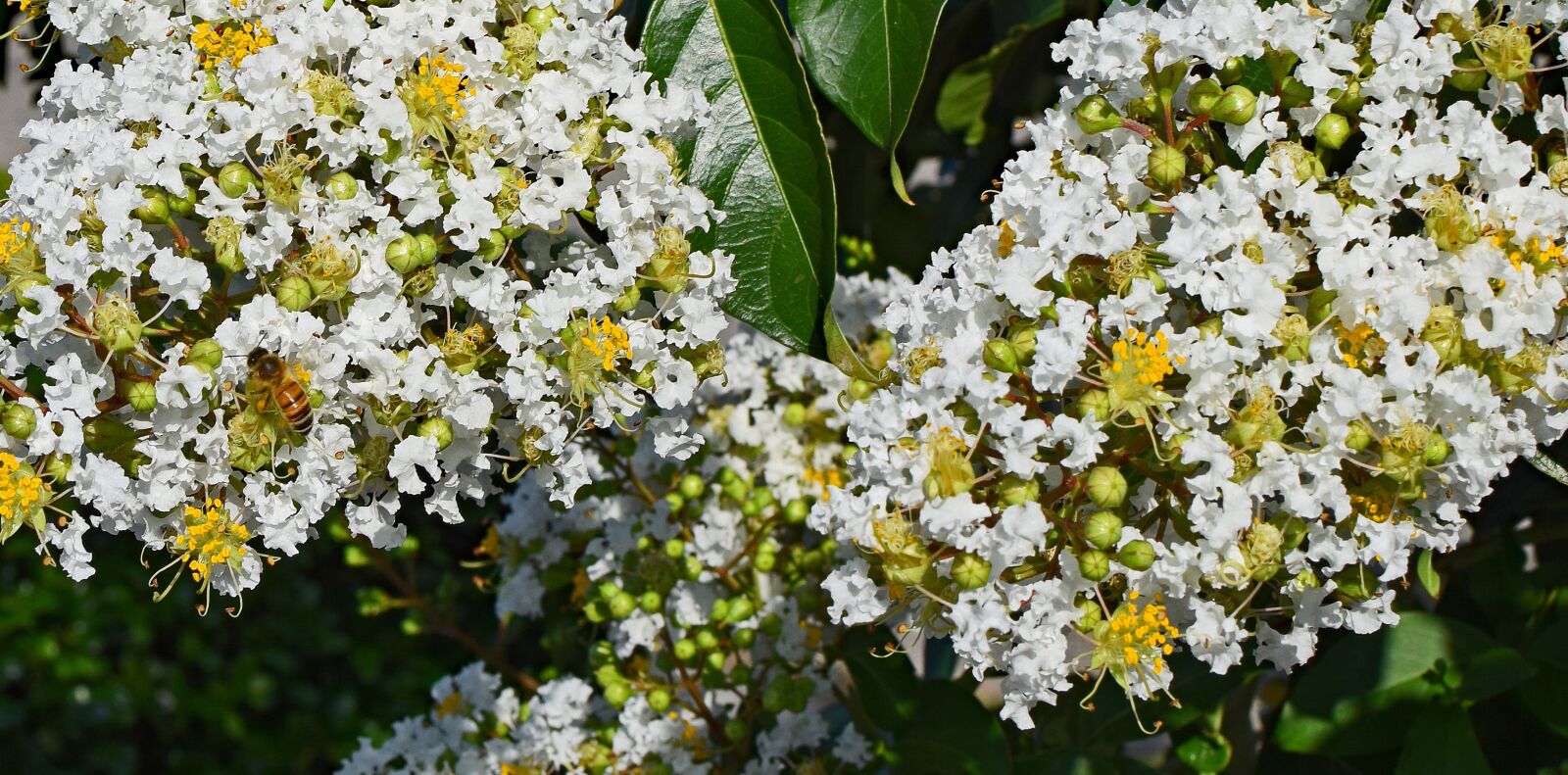 Nikon D3300 sample photo. Crepe myrtle with honeybee photography