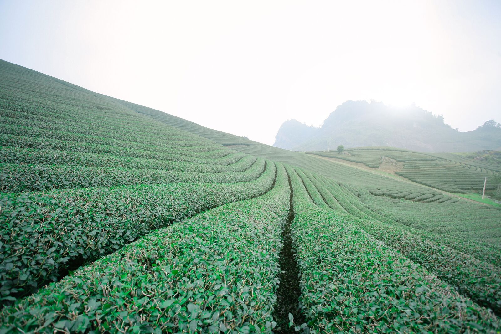 Canon EOS 5D sample photo. Moc chau tea doi photography