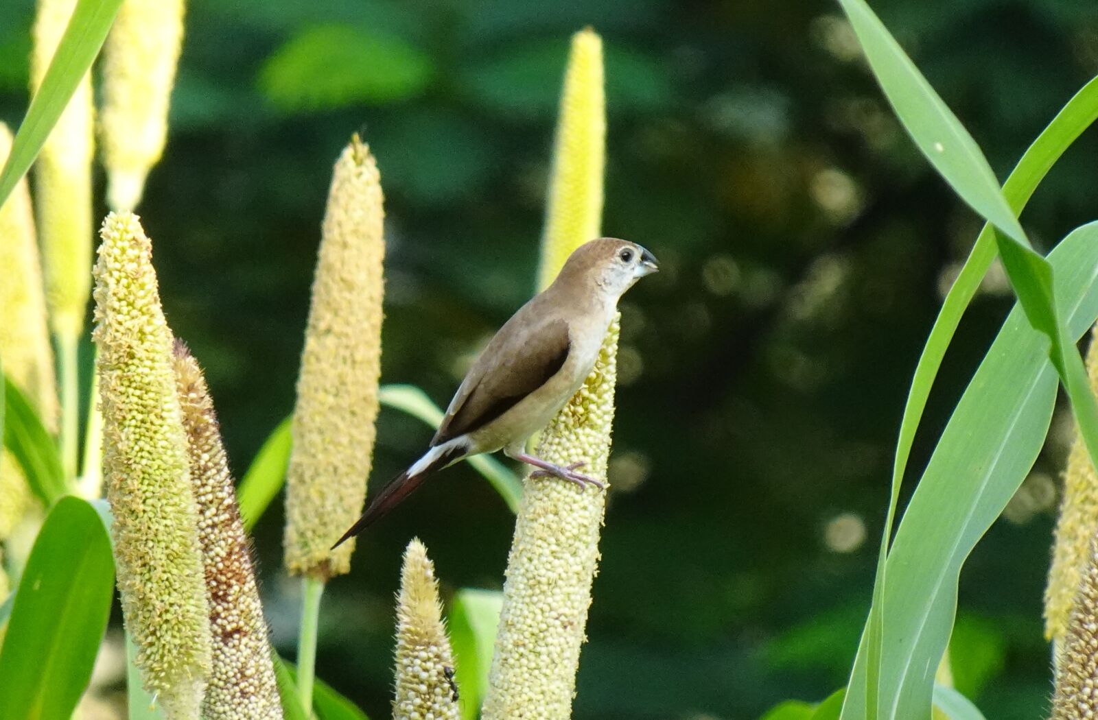Sony DSC-WX800 sample photo. Bird, indian silverbill, white-throated photography