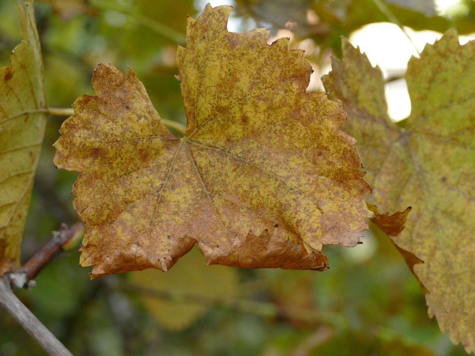 Panasonic Lumix DMC-FZ1000 sample photo. Letter, grape, autumn photography