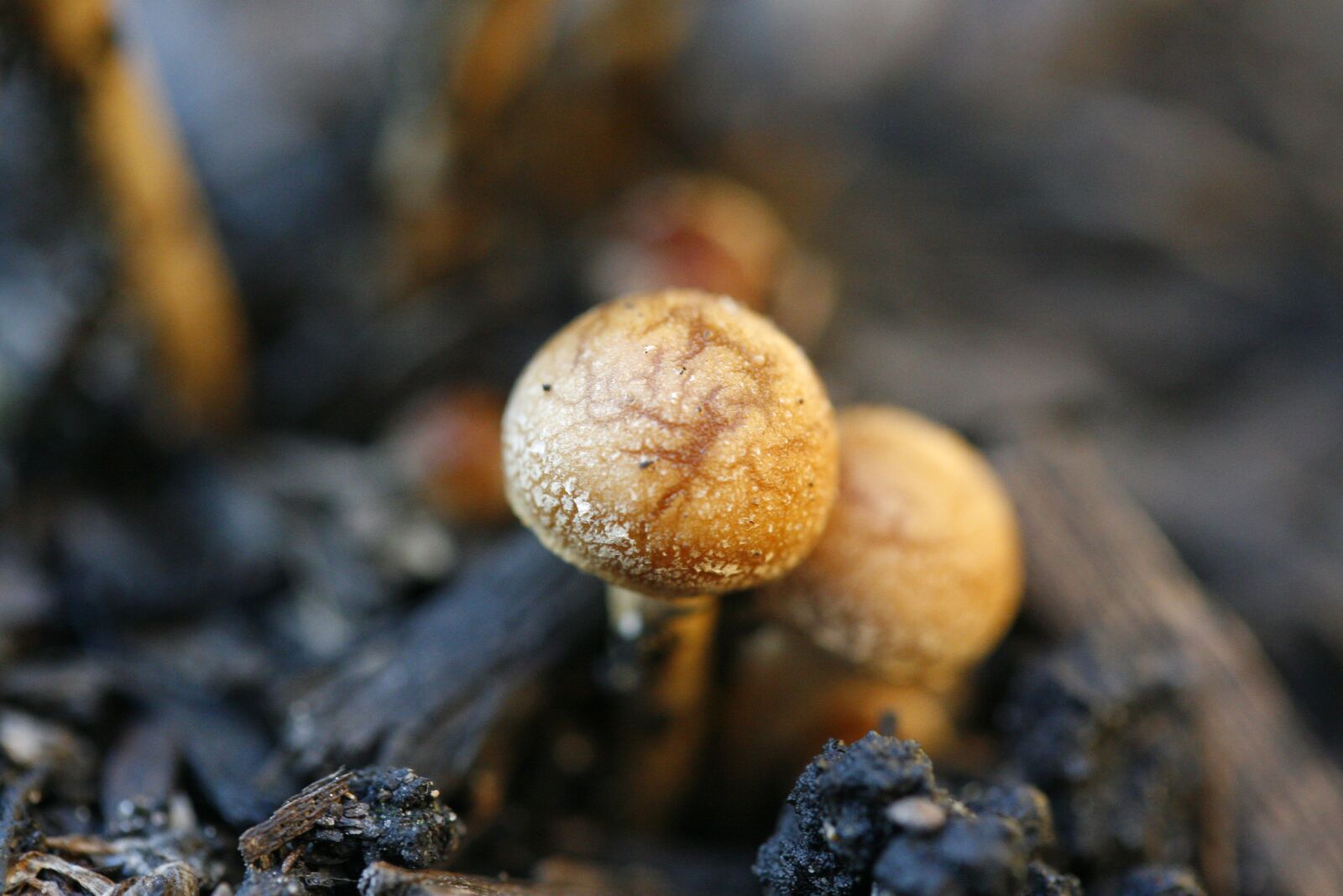 Canon EOS 30D sample photo. Mushroom, macro, fungus photography