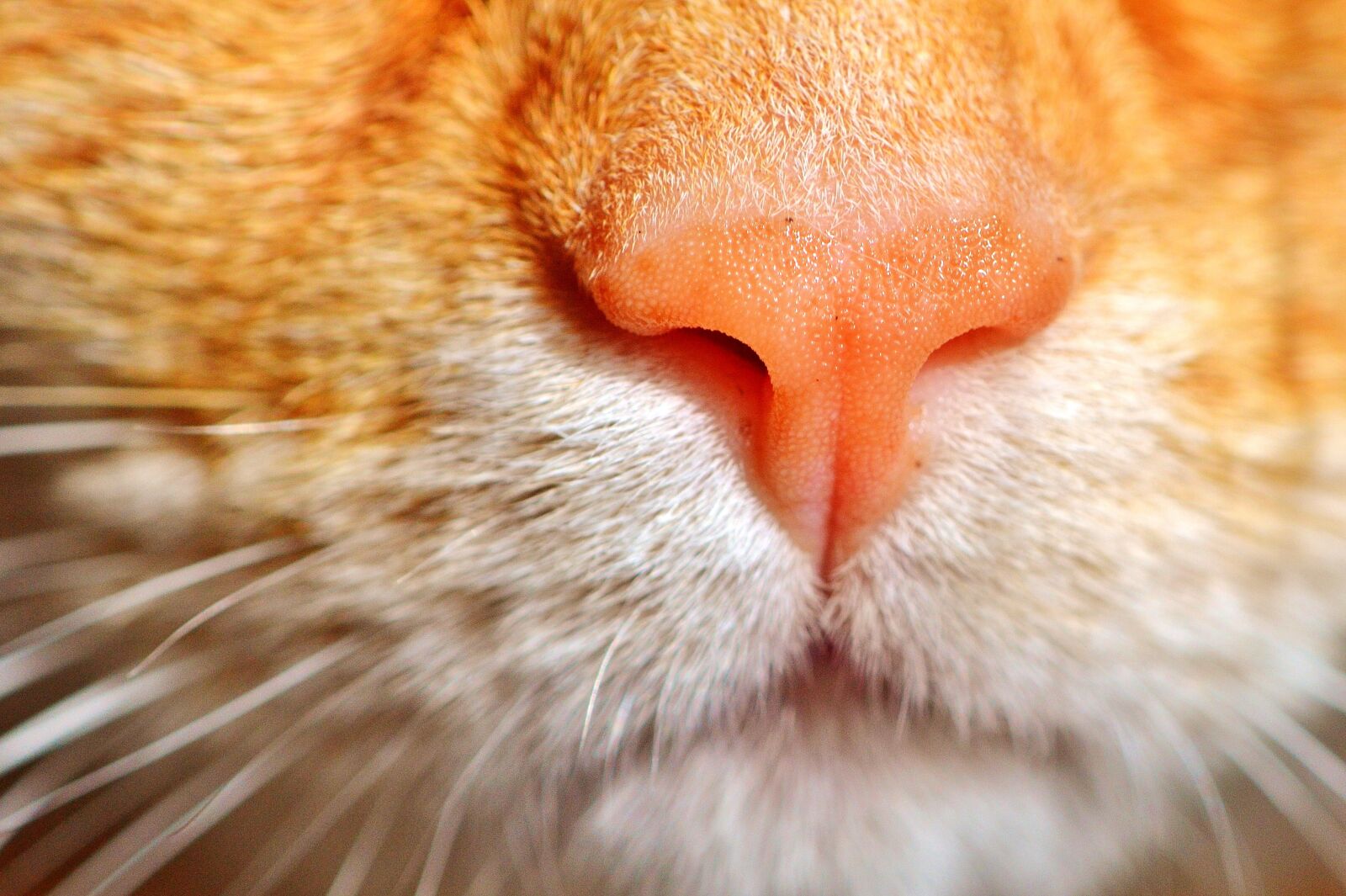 Nikon D3200 sample photo. Cat, puss, cat nose photography