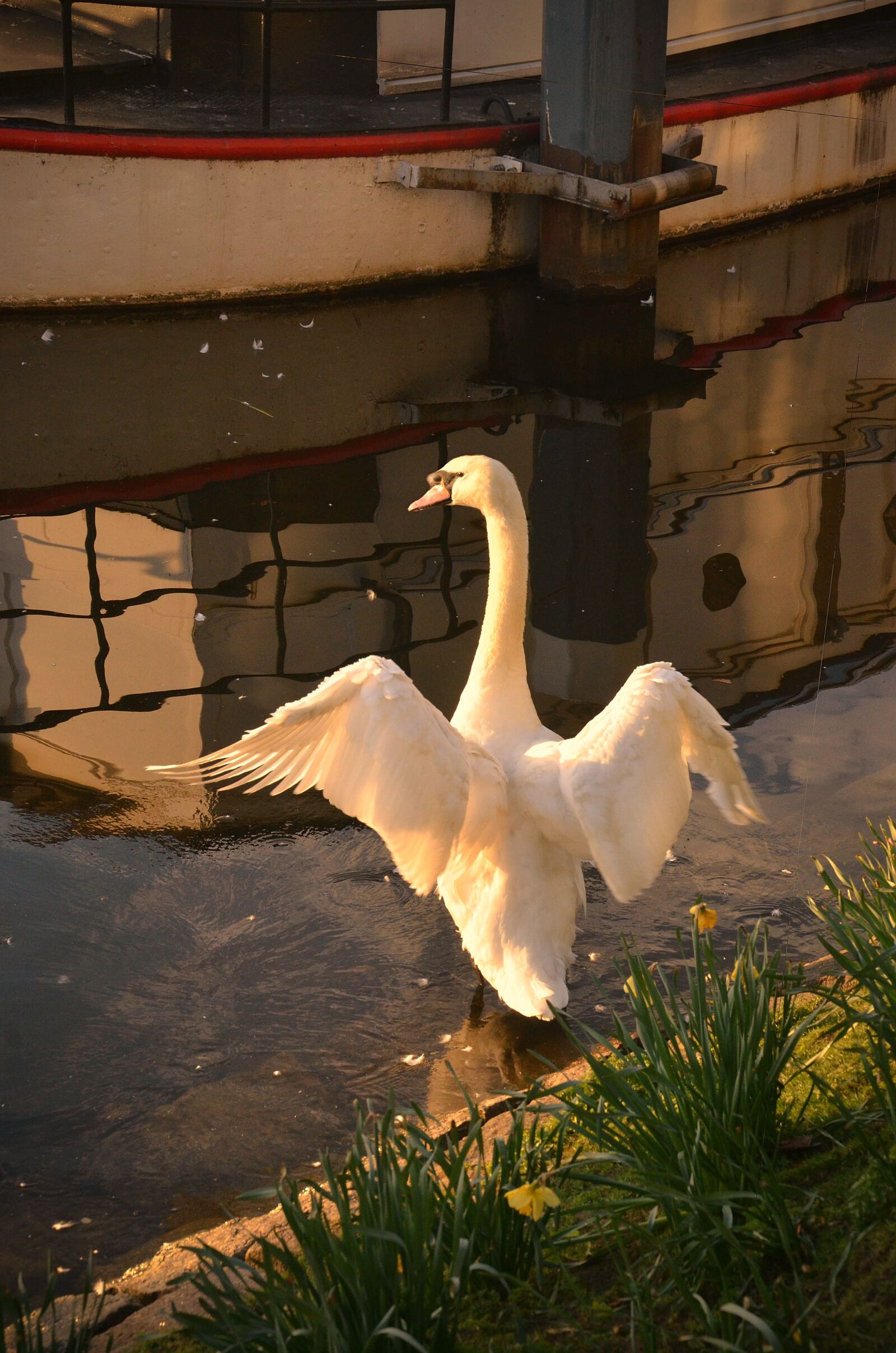 Nikon D7000 sample photo. Swan, idyllic, reflection photography