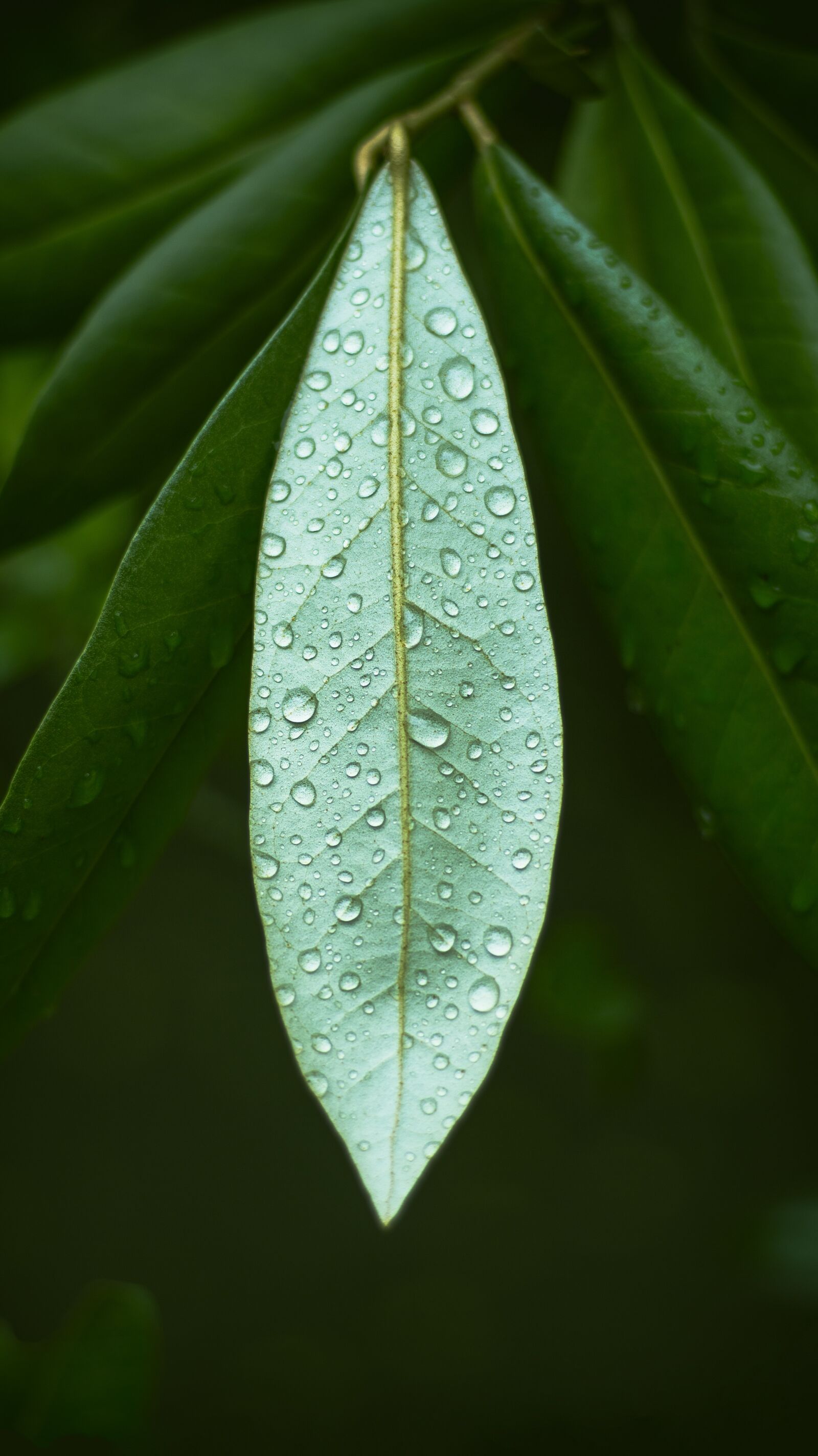 Canon EOS 700D (EOS Rebel T5i / EOS Kiss X7i) + Canon EF 50mm F1.8 STM sample photo. Leaf, flora, nature photography