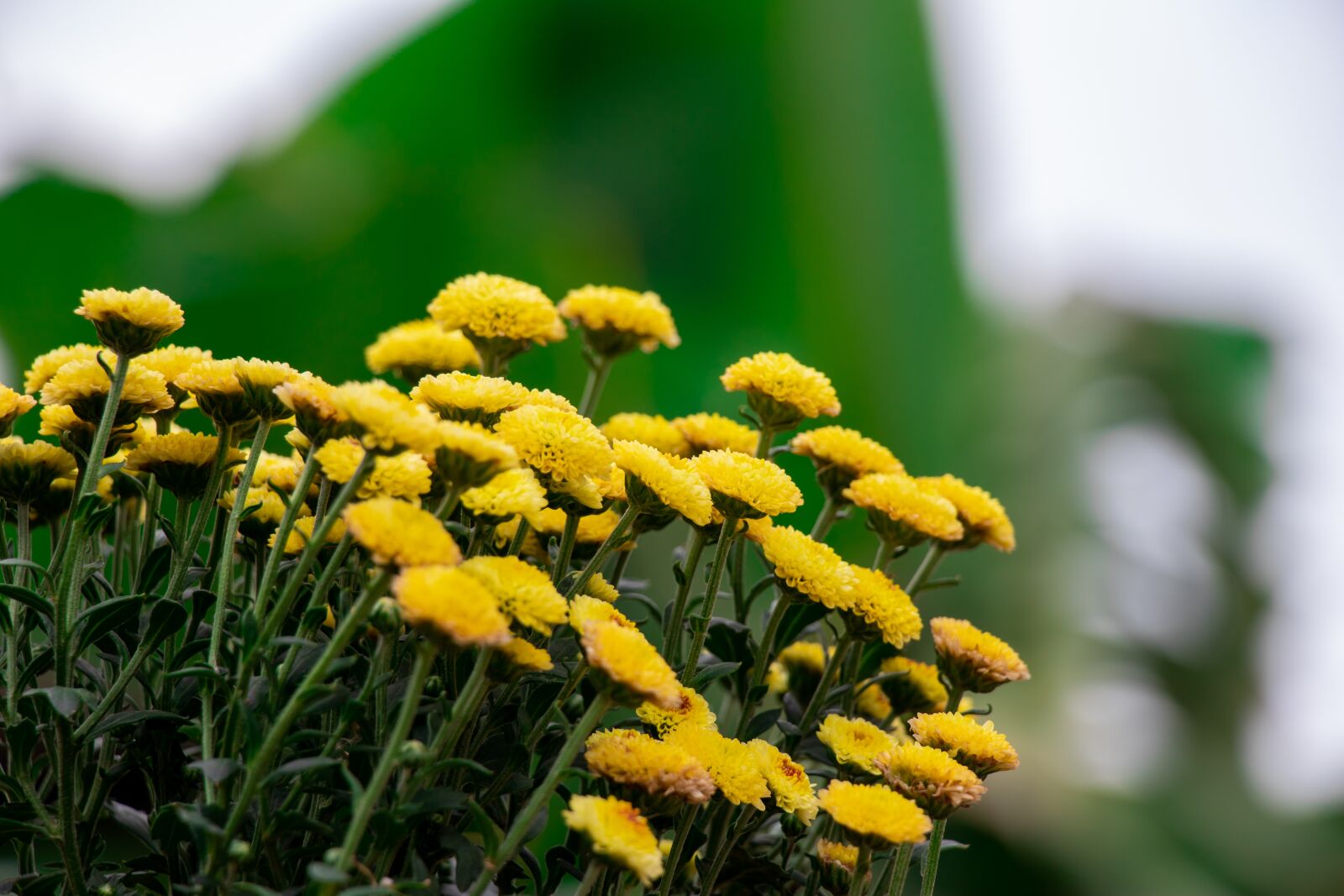 Canon EF-S 18-135mm F3.5-5.6 IS USM sample photo. Yellow flower, leaf, plant photography