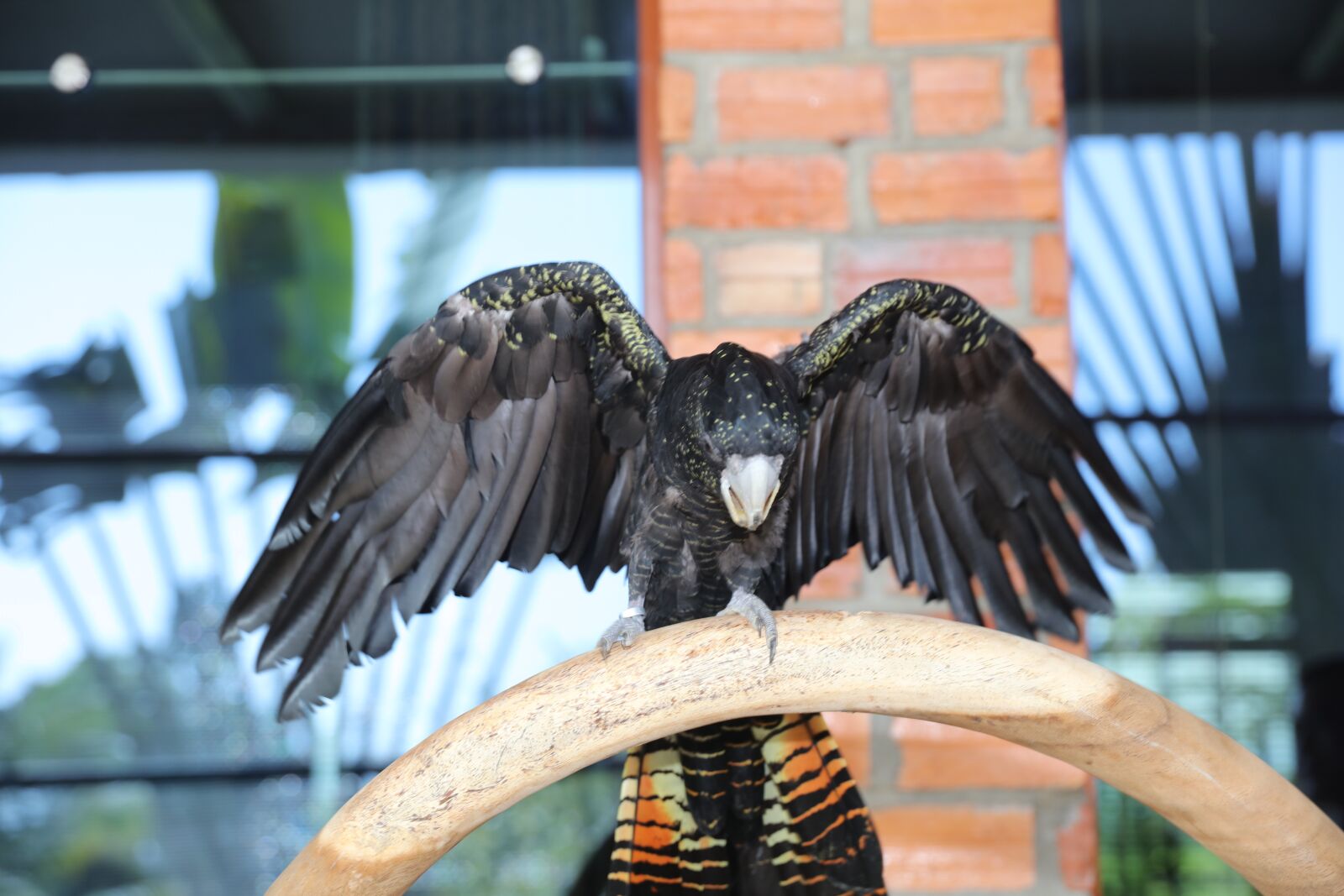 Canon EOS 5DS R + Canon EF 24-70mm F2.8L II USM sample photo. Are black macaw, macaw photography