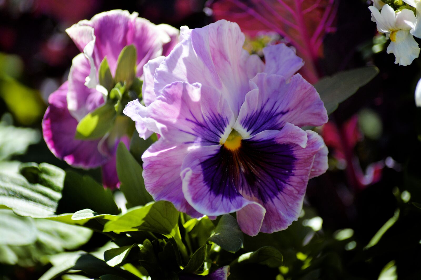 Nikon D7100 sample photo. Pansy, flower, purple photography