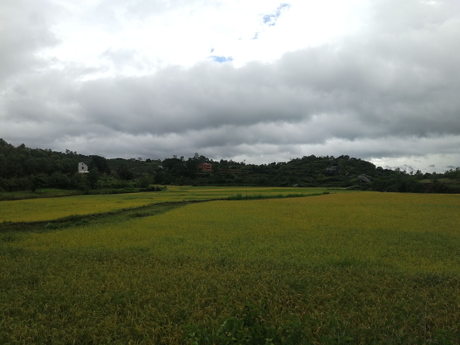 HUAWEI nova 2s sample photo. Green, sky, rice photography