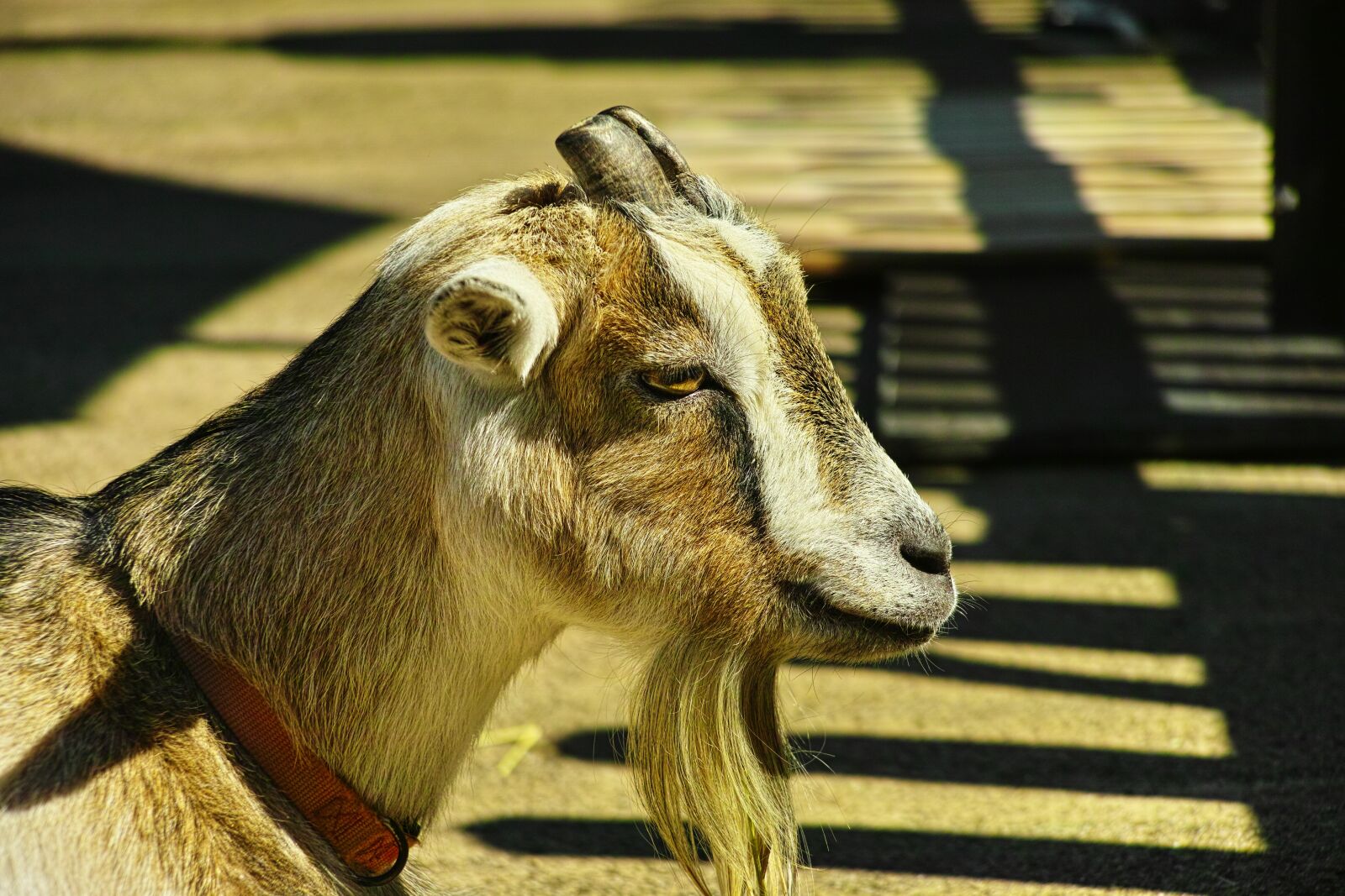 Sigma DP3 Merrill sample photo. Goat, animal, whisker photography