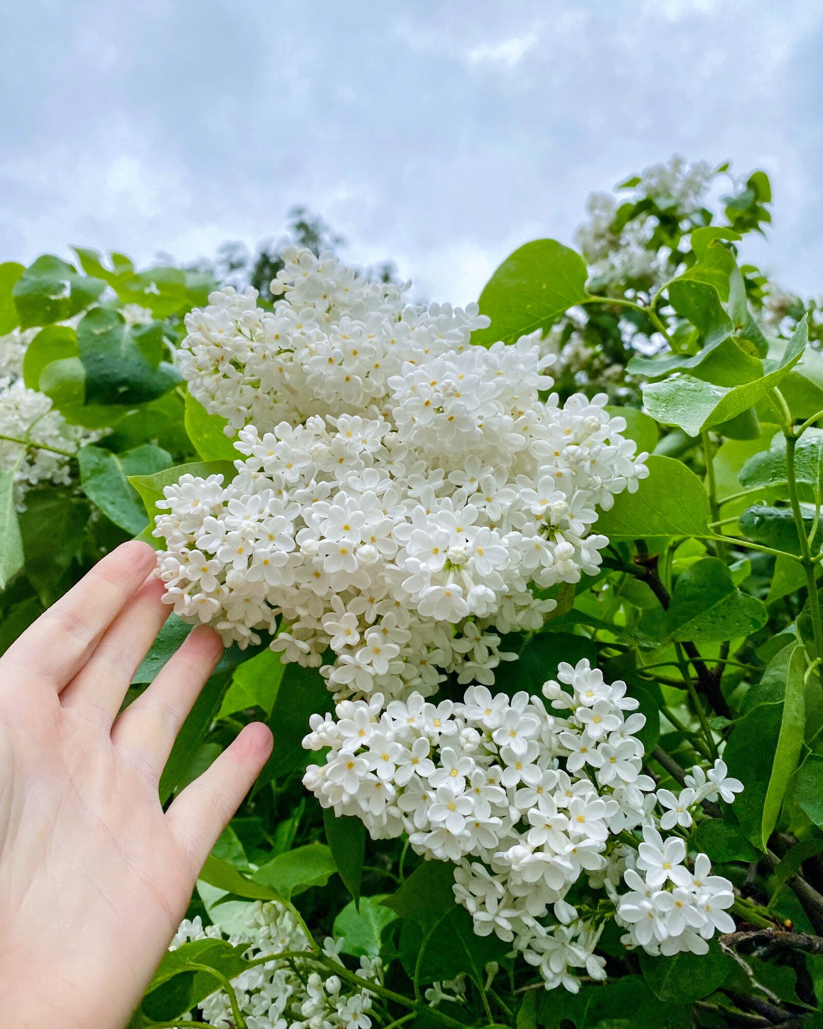 Apple iPhone 11 Pro sample photo. Lilac, spring, garden photography