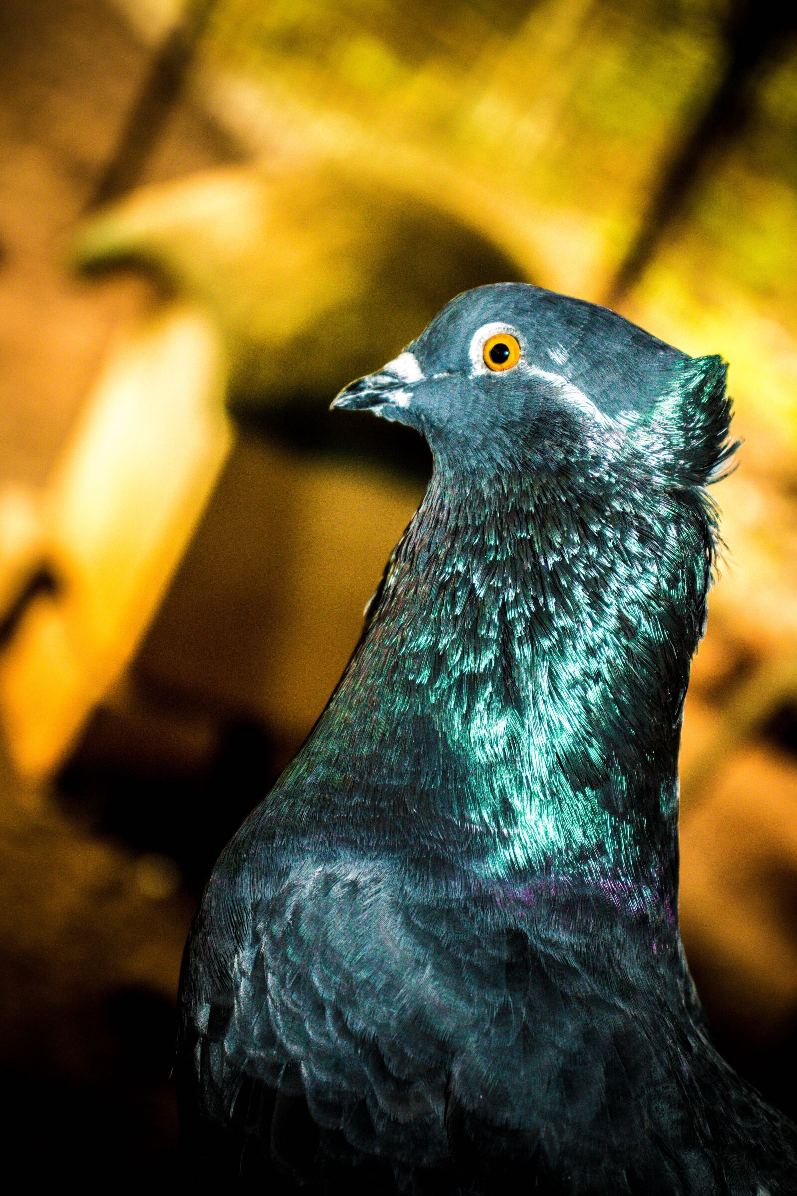 Canon EOS 200D (EOS Rebel SL2 / EOS Kiss X9) sample photo. Bird, pigeon, dov photography