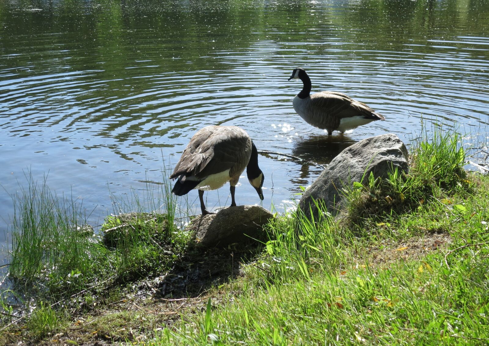 Canon PowerShot ELPH 330 HS (IXUS 255 HS / IXY 610F) sample photo. Wile geese, goose, bird photography