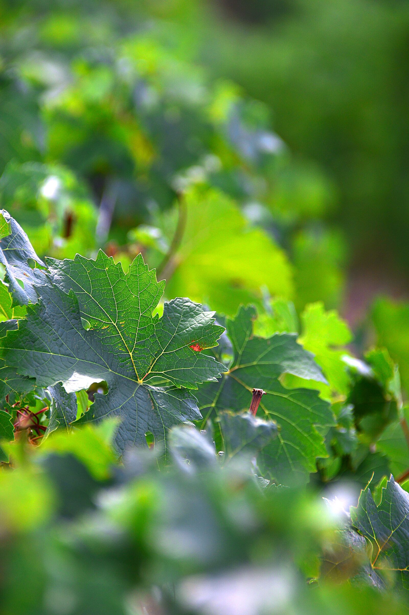 Nikon D3200 sample photo. Grape, grape leaf, green photography