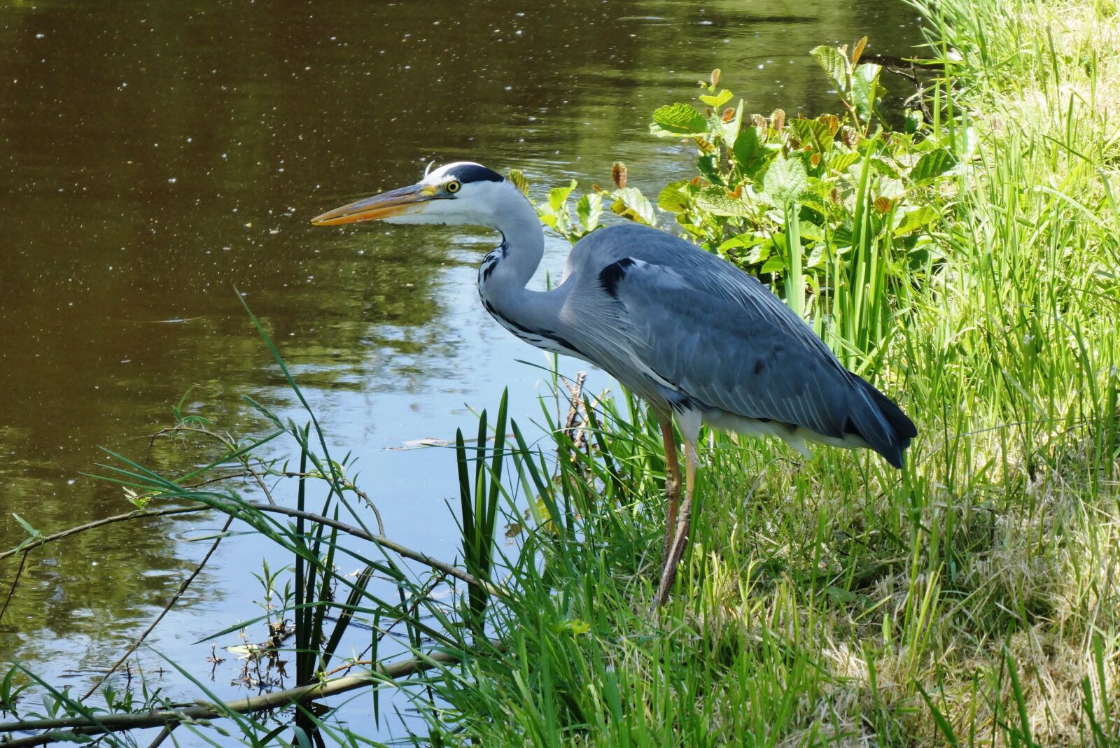 Panasonic Lumix DC-ZS70 (Lumix DC-TZ90) sample photo. Heron, ditch, bird photography