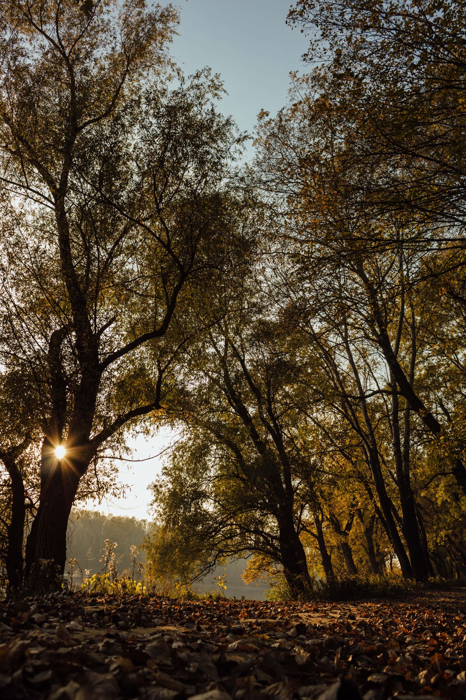 Canon EF-S 18-55mm F3.5-5.6 IS sample photo. Sunrays, autumn, branch, forest photography