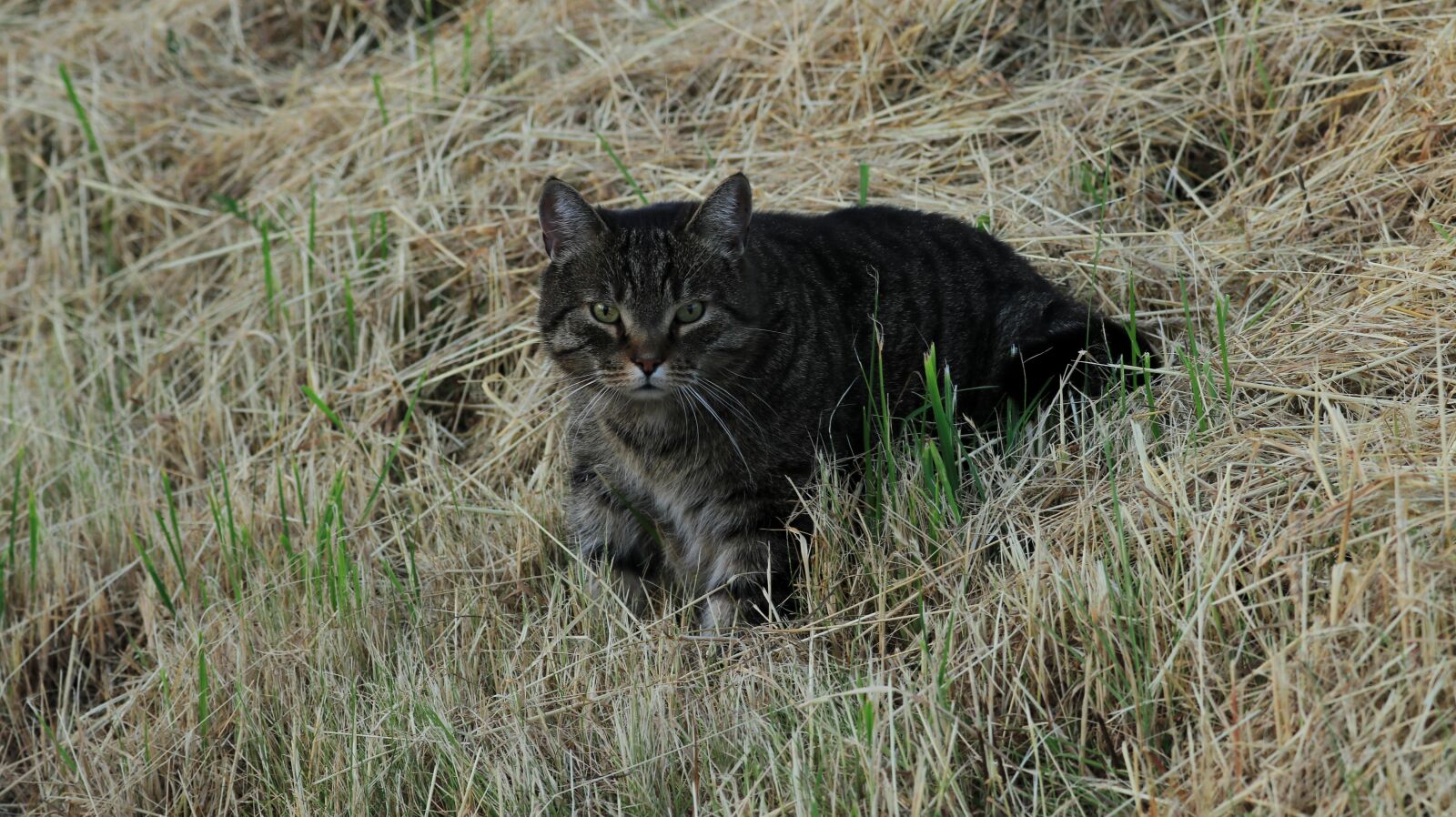 150-600mm F5-6.3 DG OS HSM | Contemporary 015 sample photo. Cat, garden, summer photography