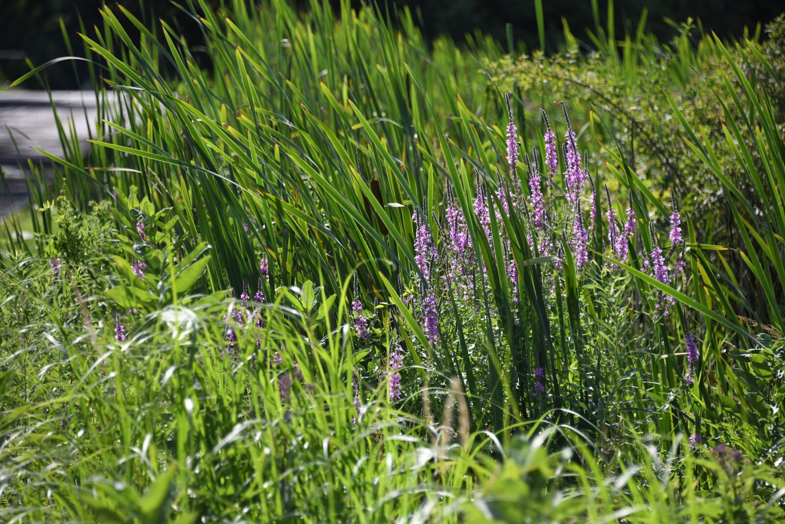 Nikon D850 sample photo. Wildflower, purple, plant photography